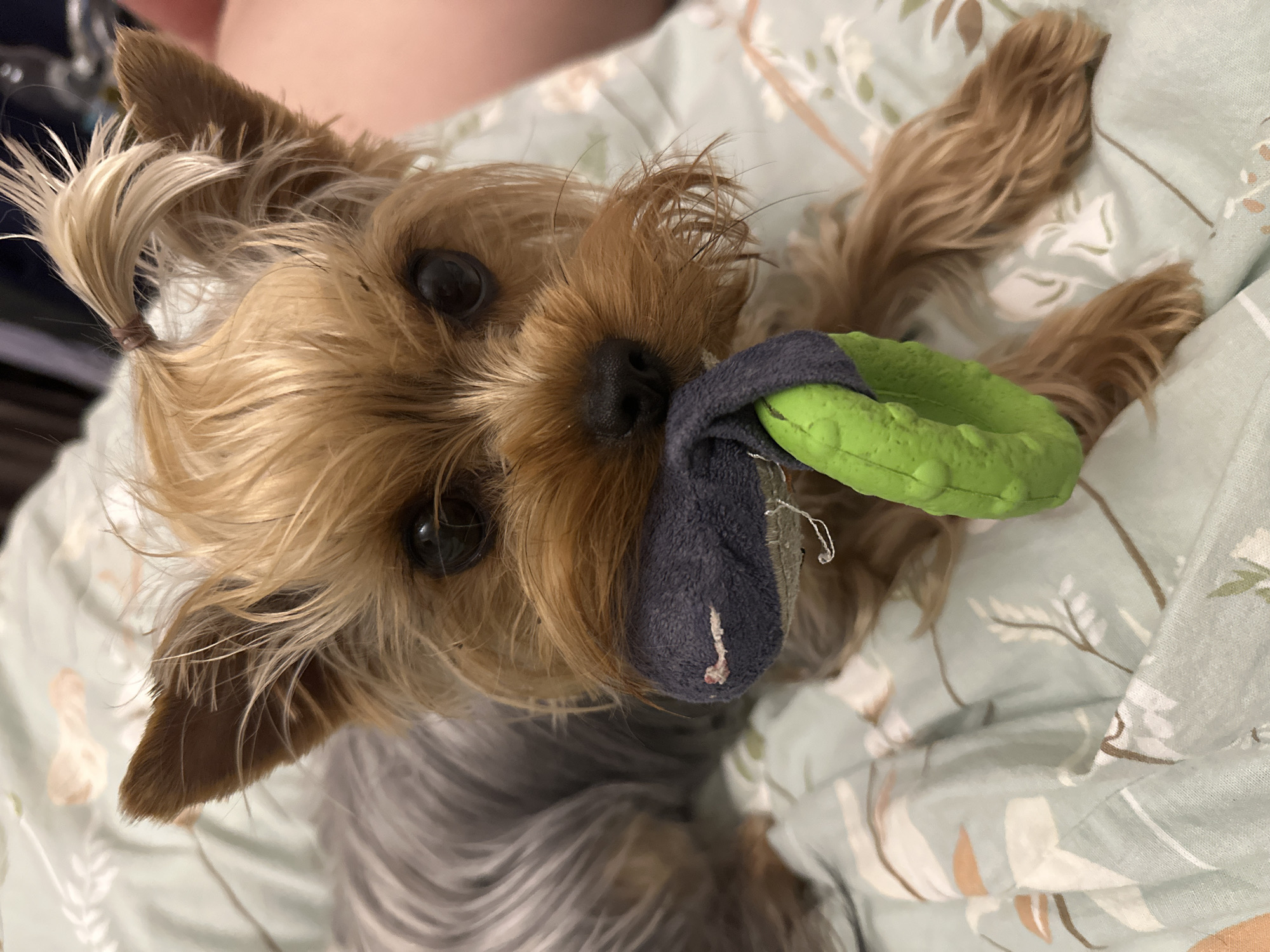 Yorkshire Terrier enjoys extended playtime session in Russian home