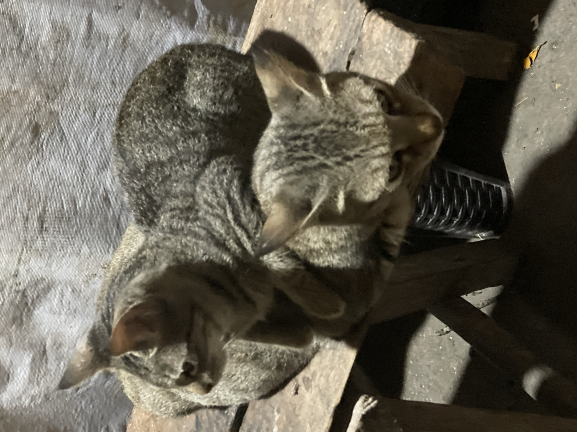 Quiet moments captured in Kiblawan: cats, pumpkins, moonlit scenes