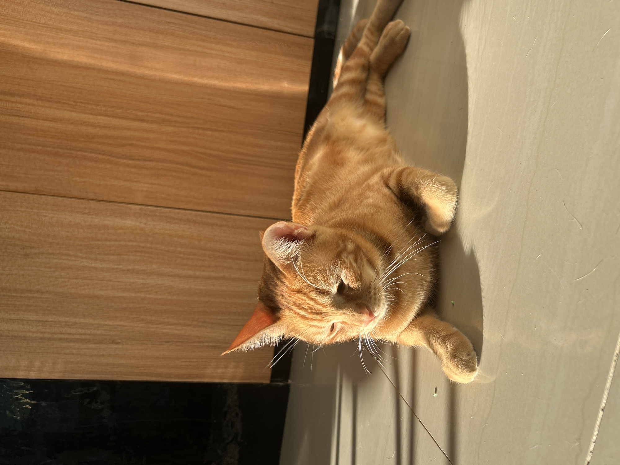 Orange tabby cat rests on tiled floor in Kuta Selatan