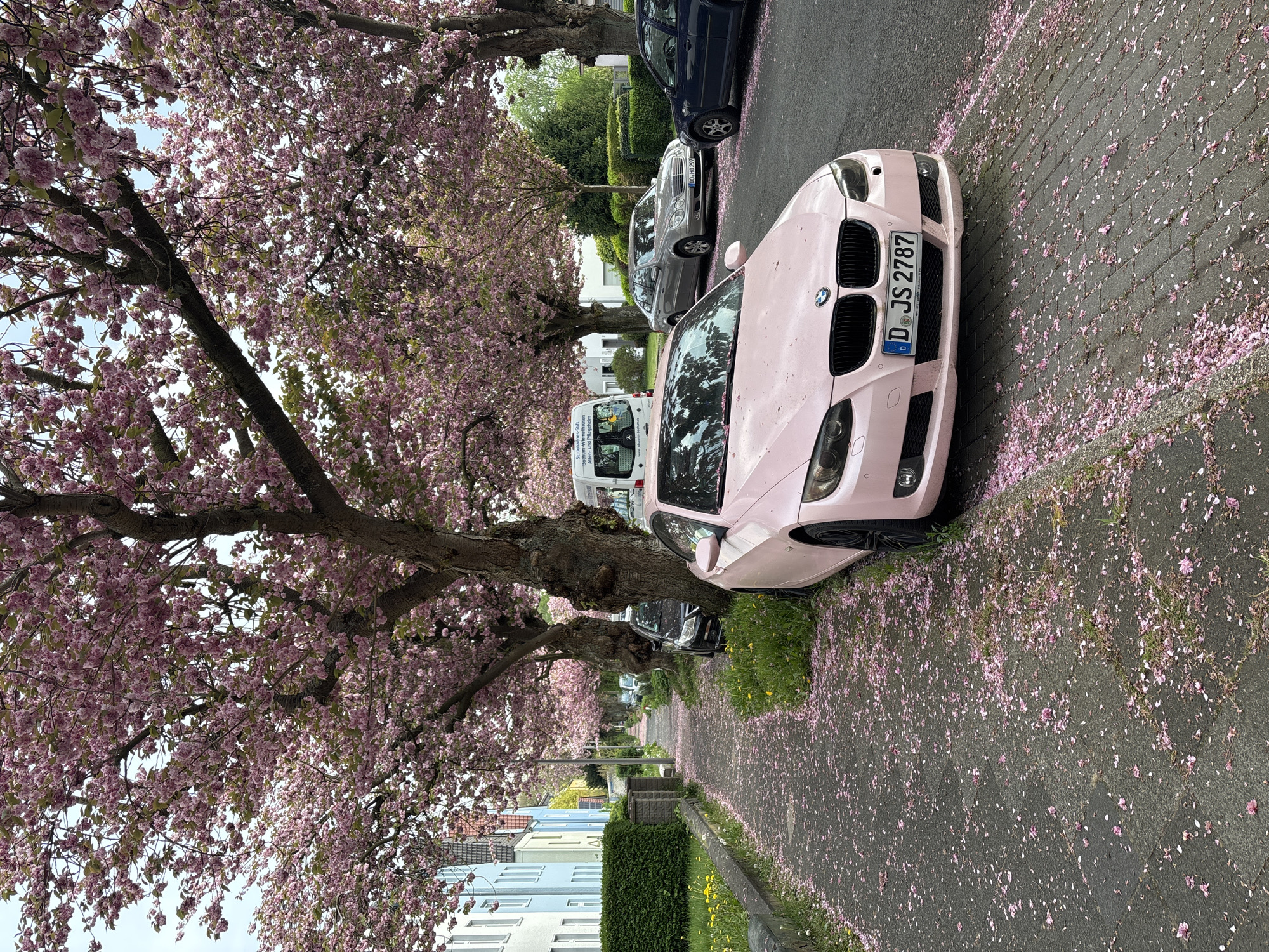 Cherry blossoms reach peak bloom on residential street