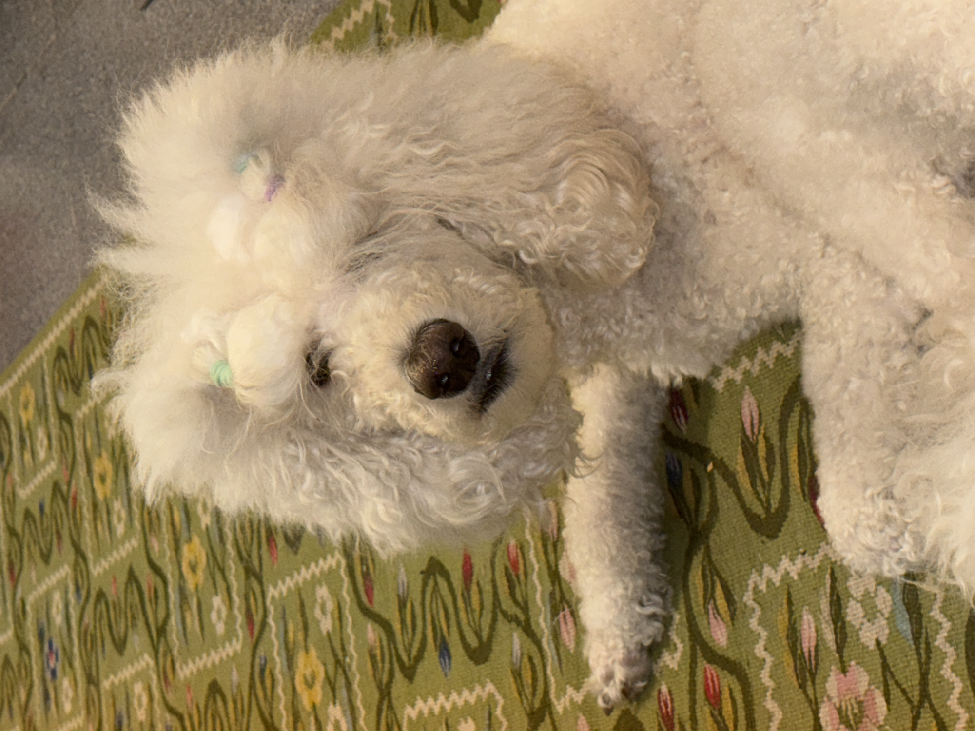 White dog rests on patterned rug in Krasnoyarsk