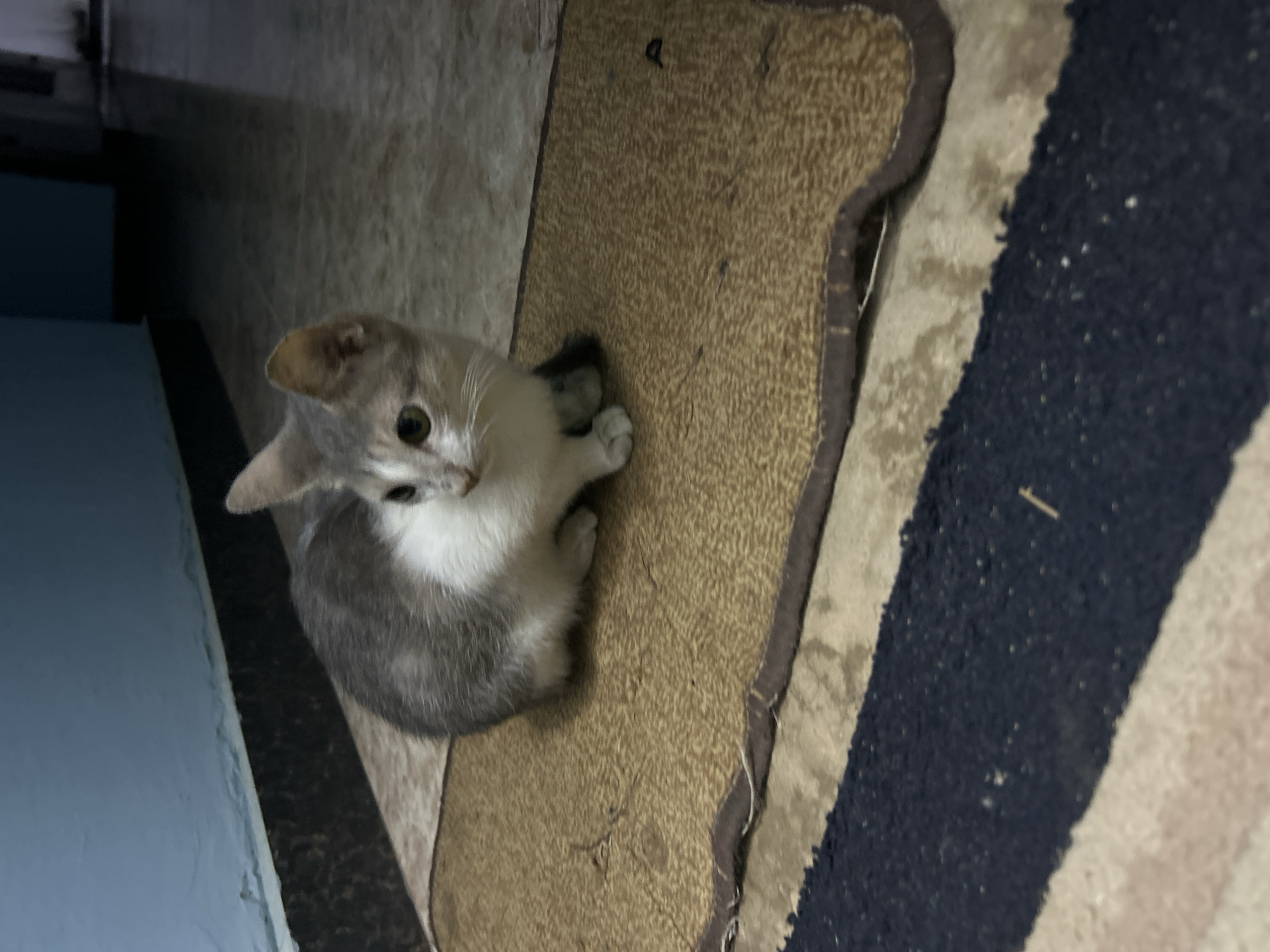 Cats at home in Lagos, July morning