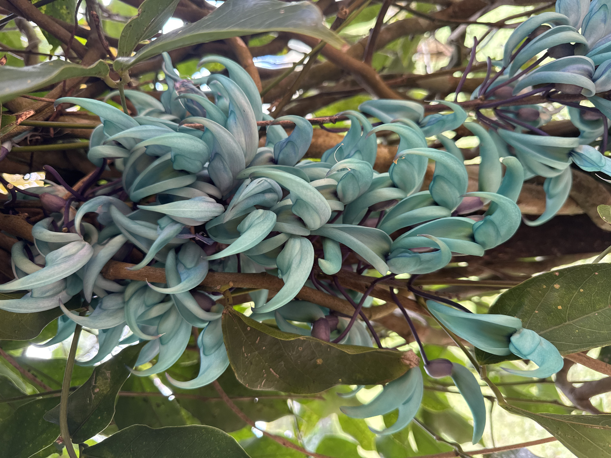 Rare turquoise Jade Vine flowers documented in Mexico