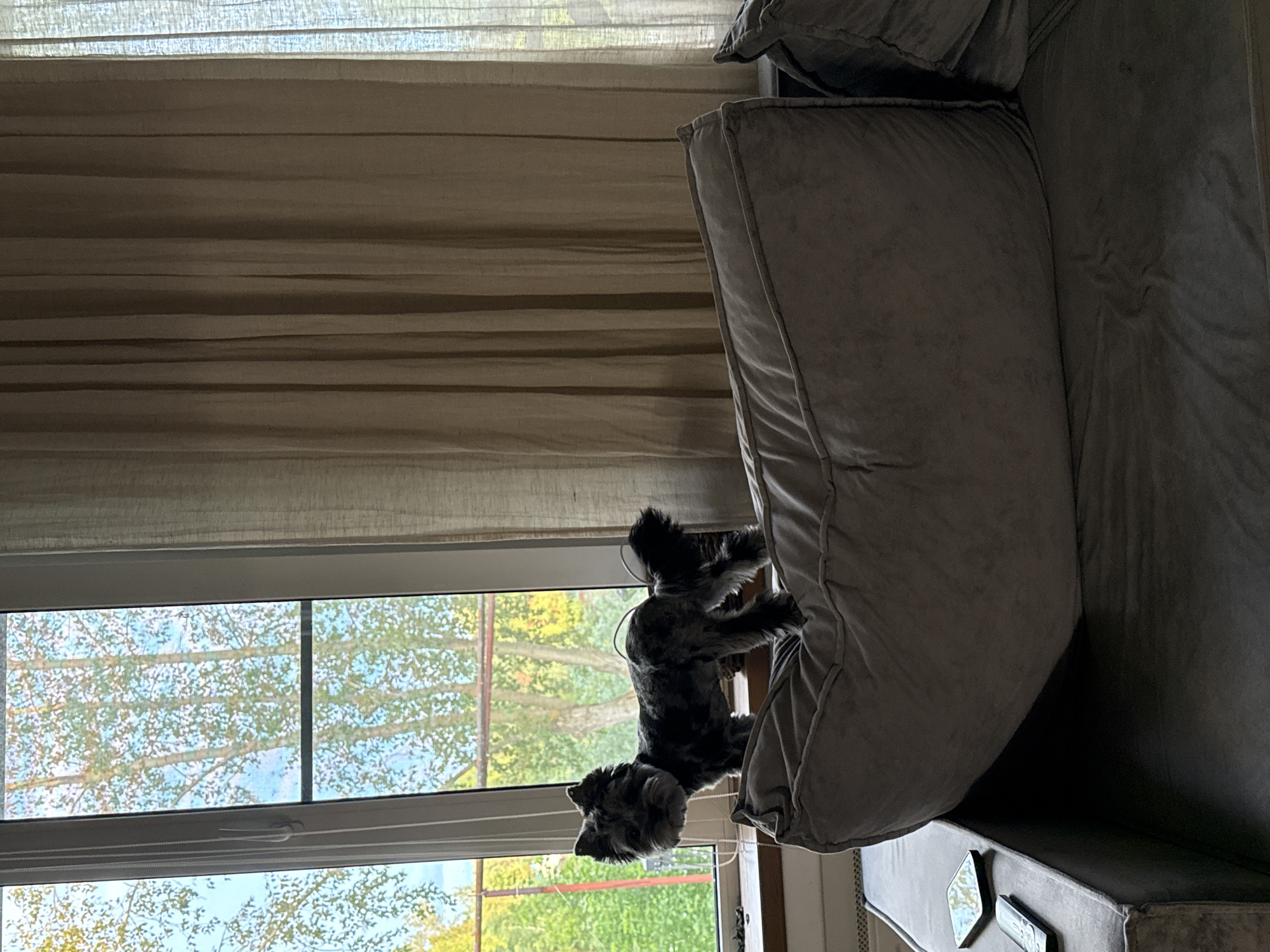Schnauzer lounges on a gray couch in Chaikovsky