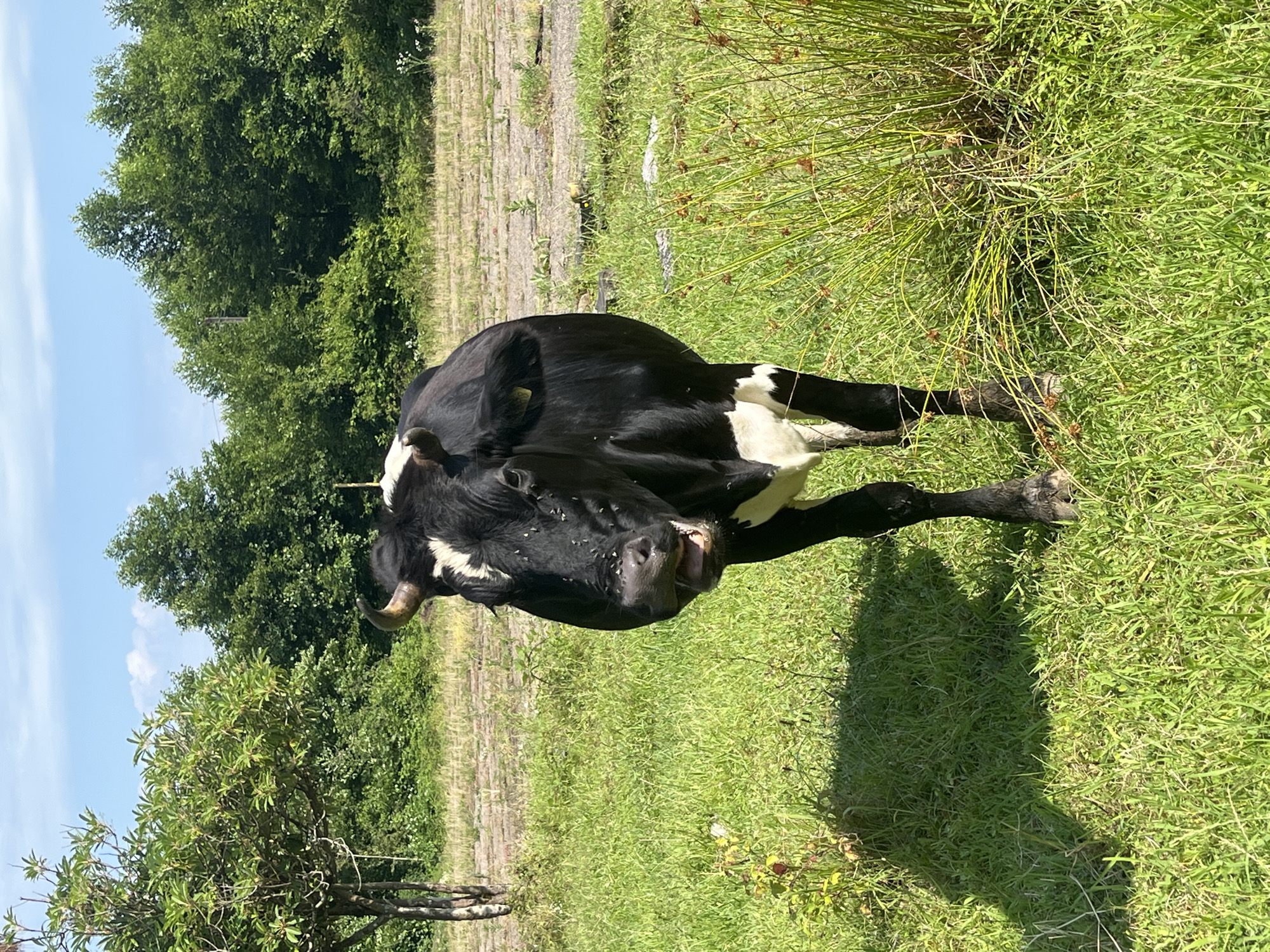 Cows, dogs, and quiet streets in coastal Ureki, Georgia
