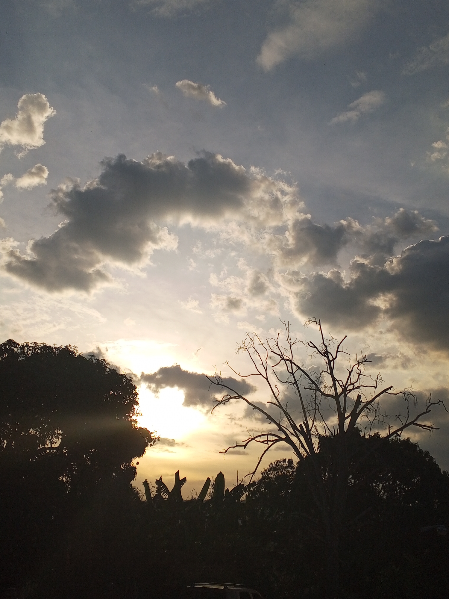 Evening landscape documentation captures sunset, trees in Los Leoncitos, Venezuela