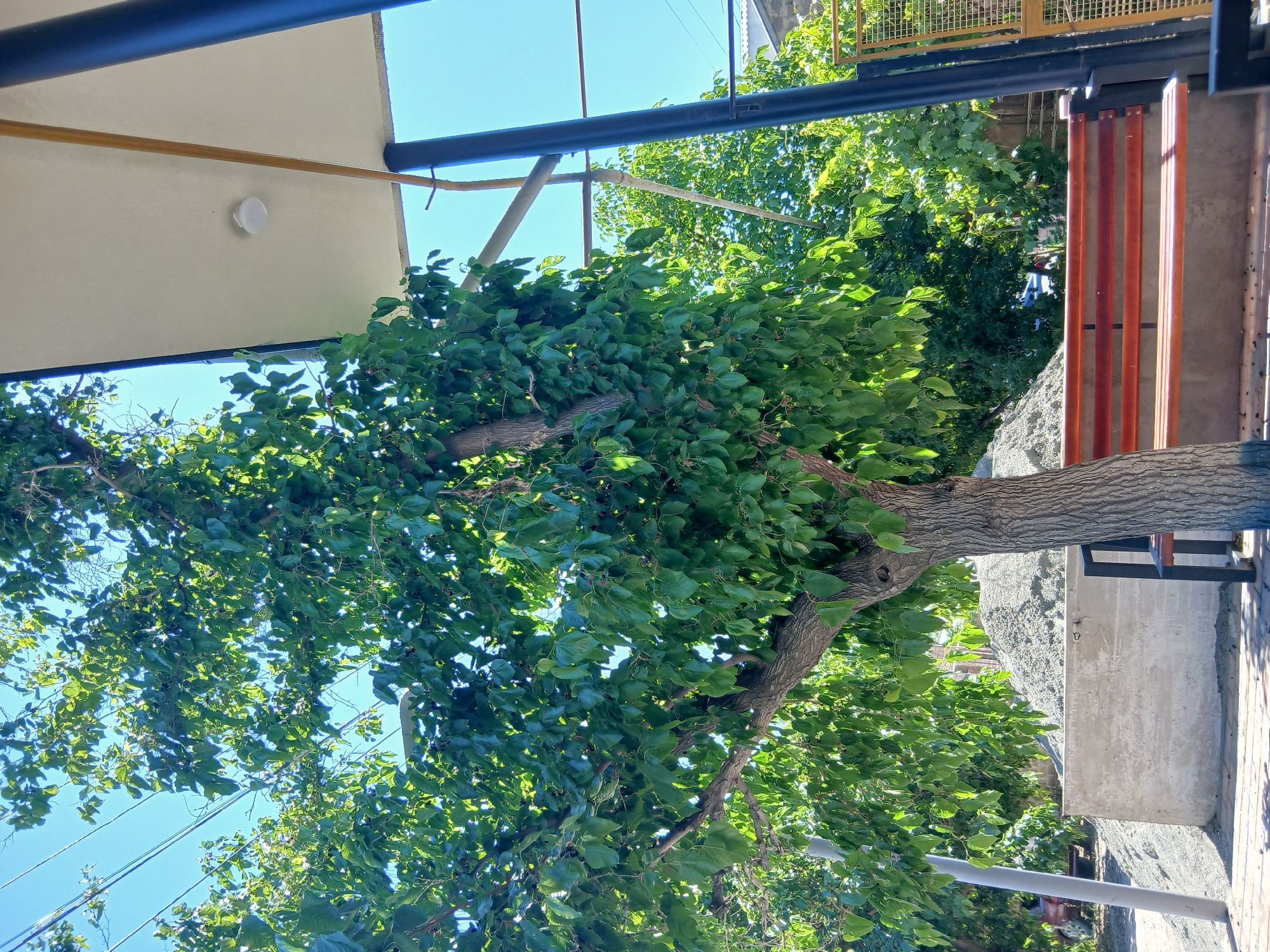 Tree observed in daylight in Vagharshapat, Armenia