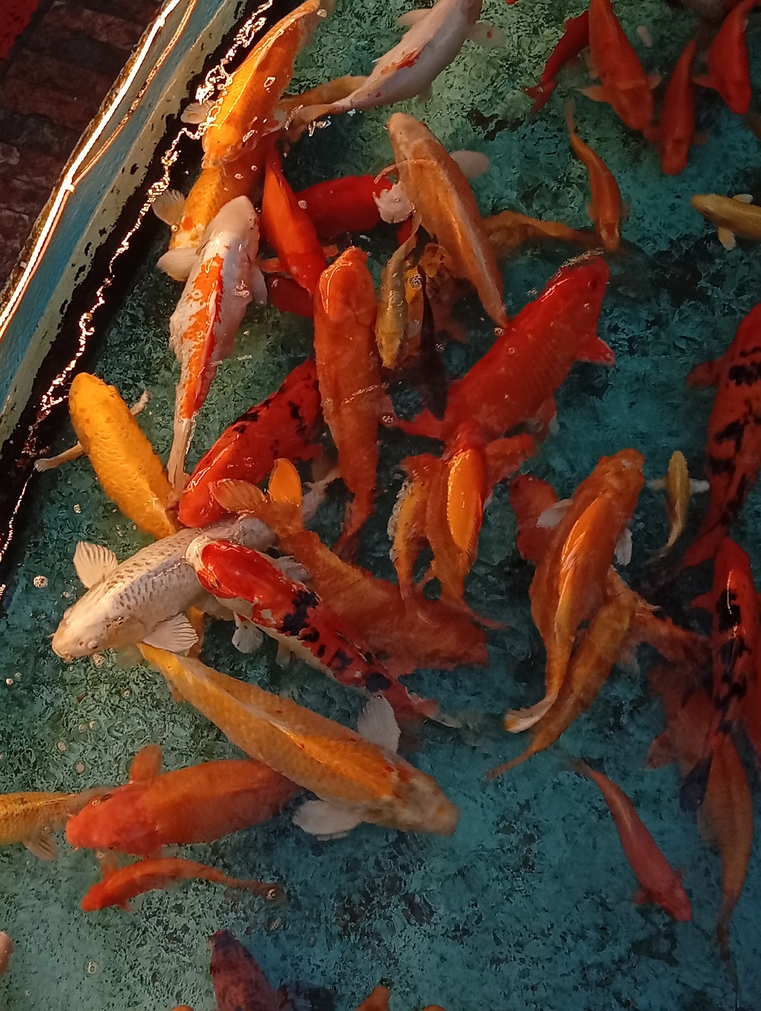 Evening koi pond viewing documented at Pampatar venue