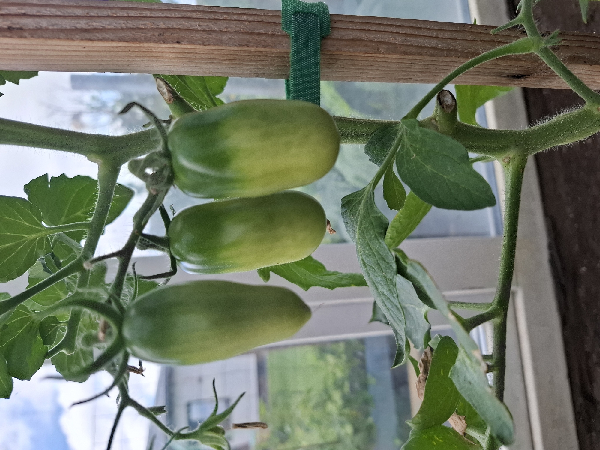 Greenhouse tomatoes, pour paintings, and Venetian masks at a Latvian home