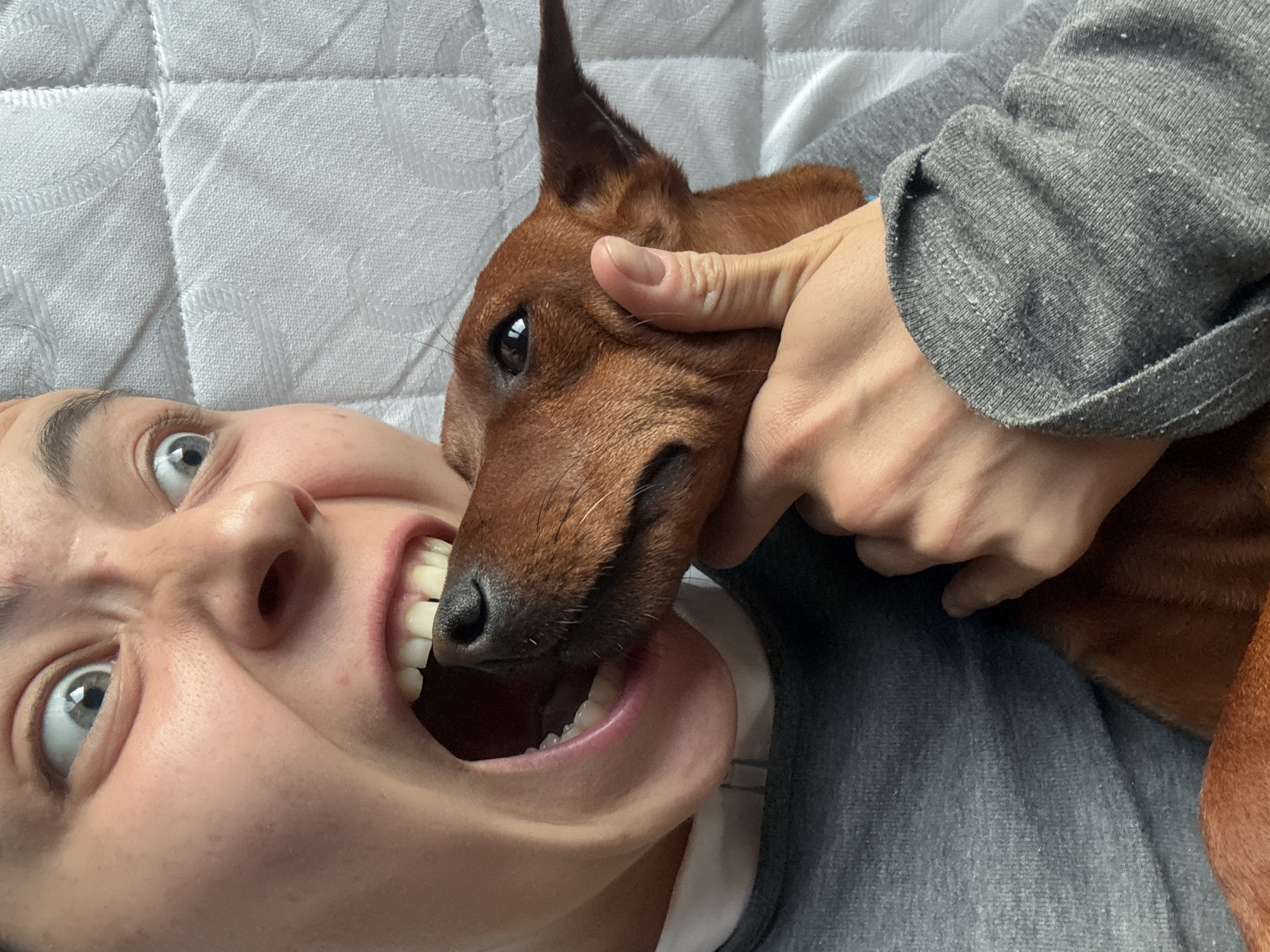Brown dog spotted playing in two St. Petersburg suburbs