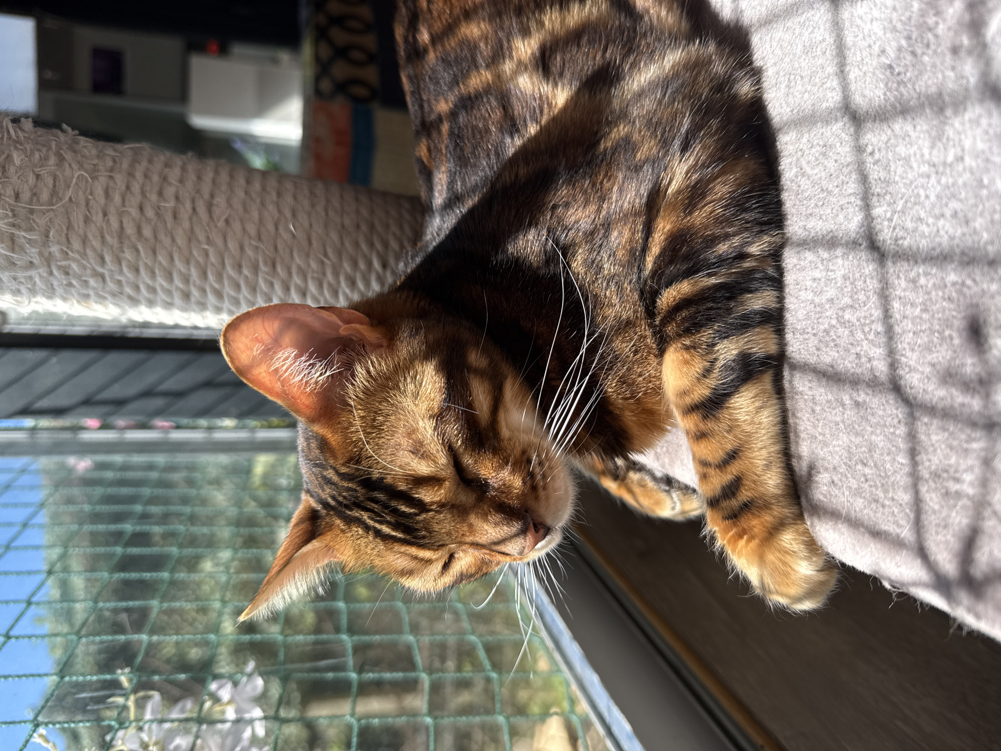 Morning pet life captured across Zagreb homes and streets