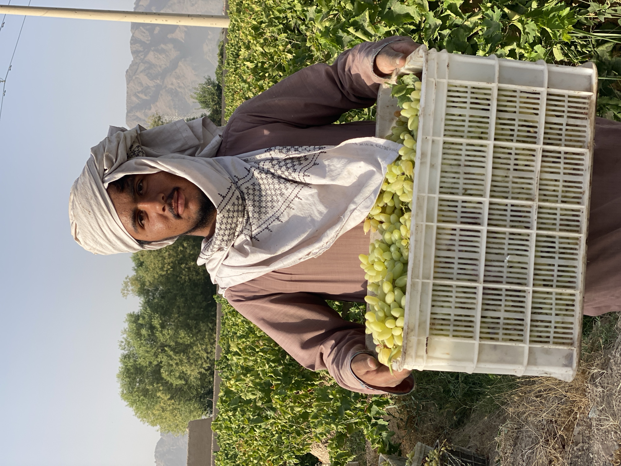 Green grape harvest in full swing at Senjaray vineyard