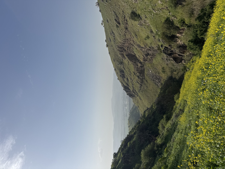 Hiker descends flowery hills in Golan Heights valley