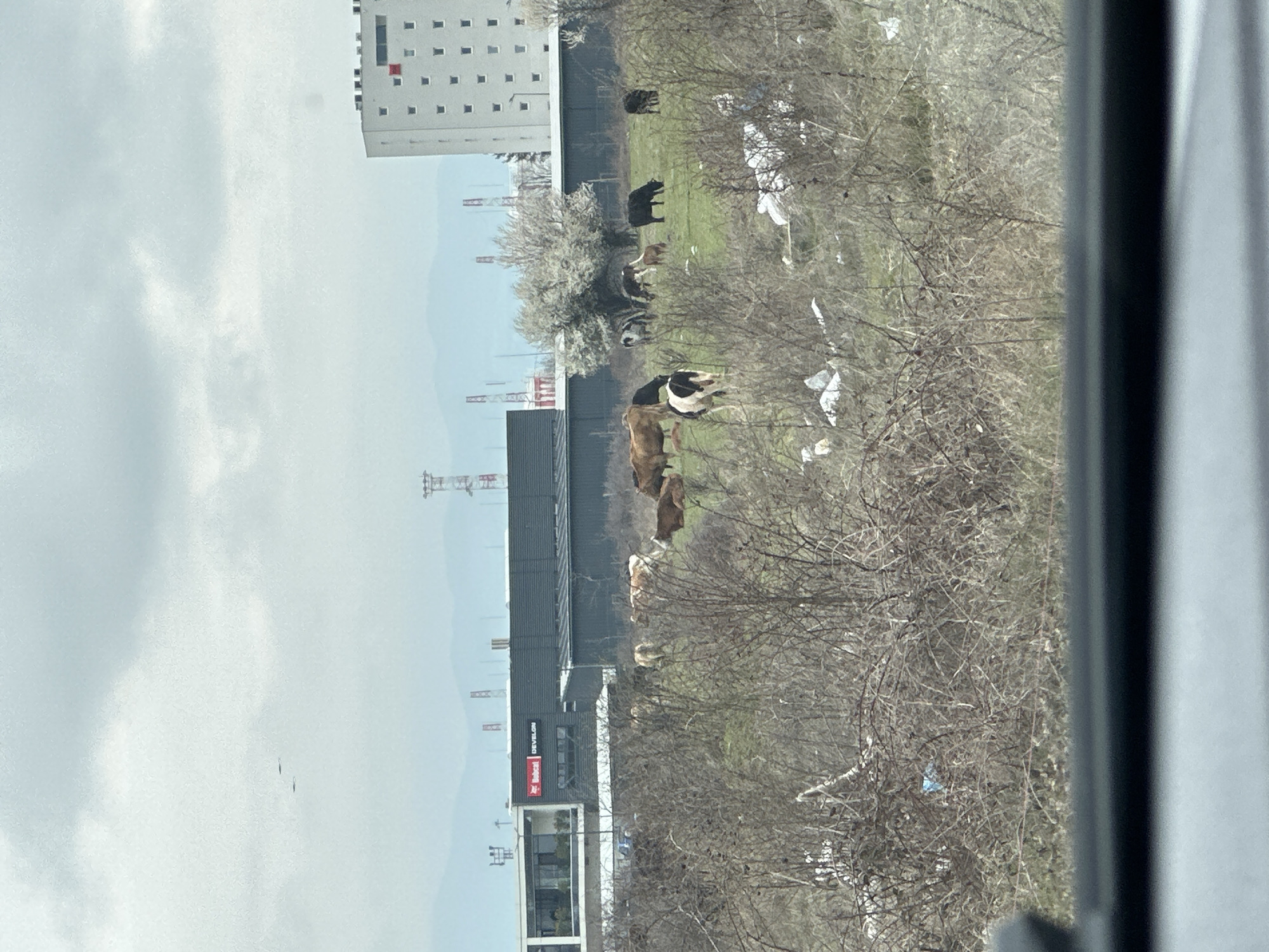 Cattle graze in Sofia field amid urban development