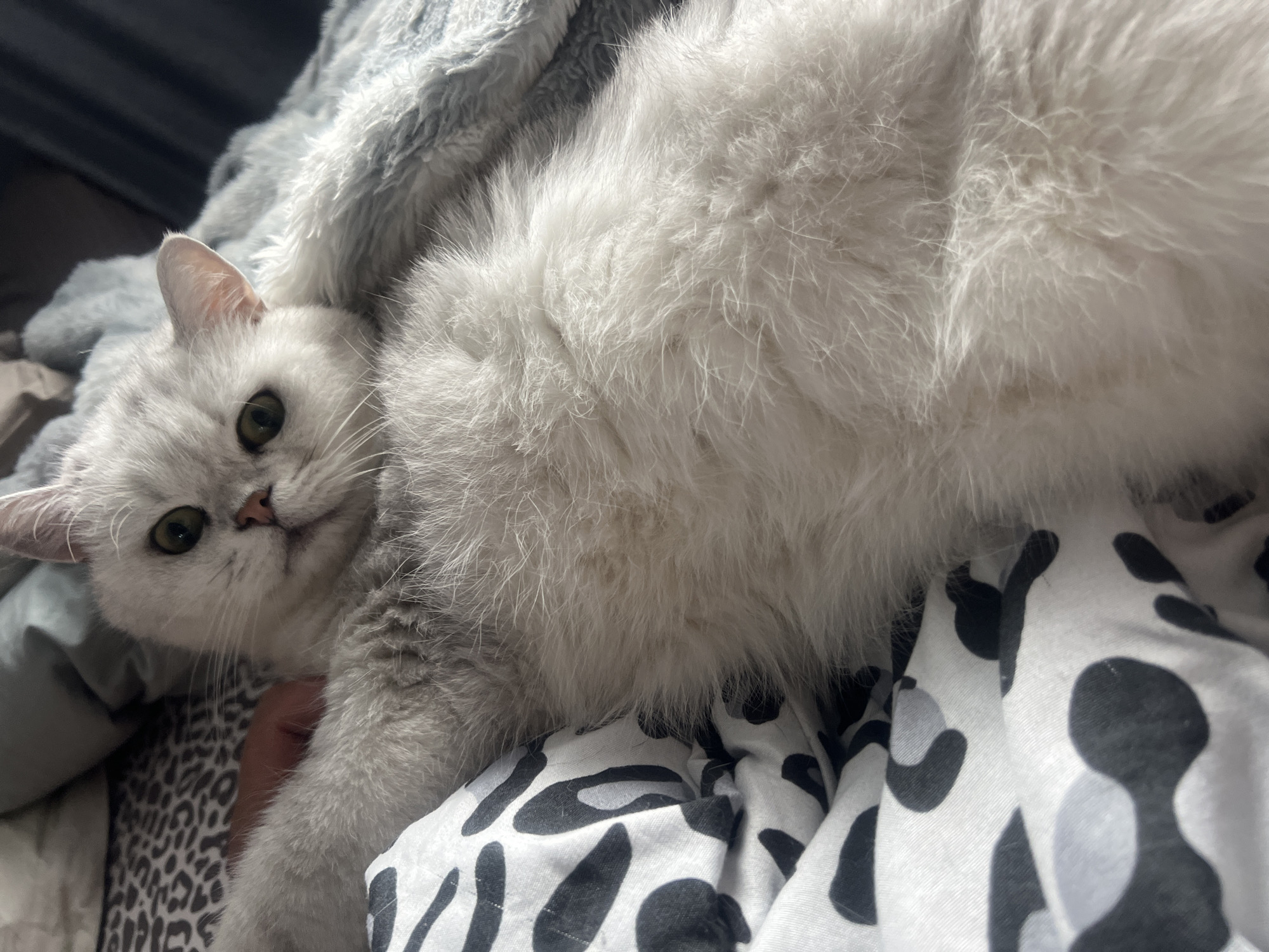 Cats, selfies, and a restaurant stop on a July morning