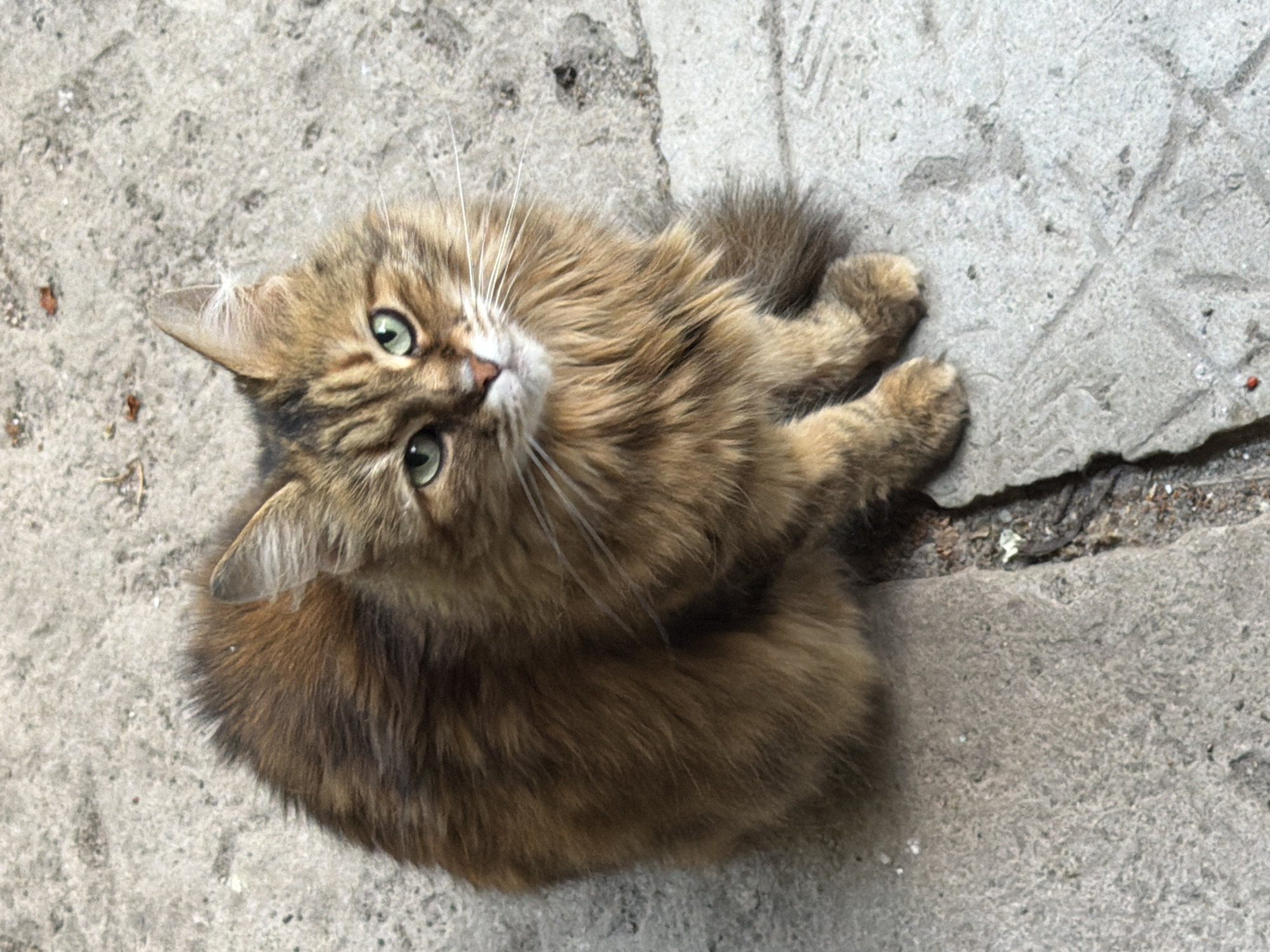 Tabby cat on concrete surfaces in Dnipro