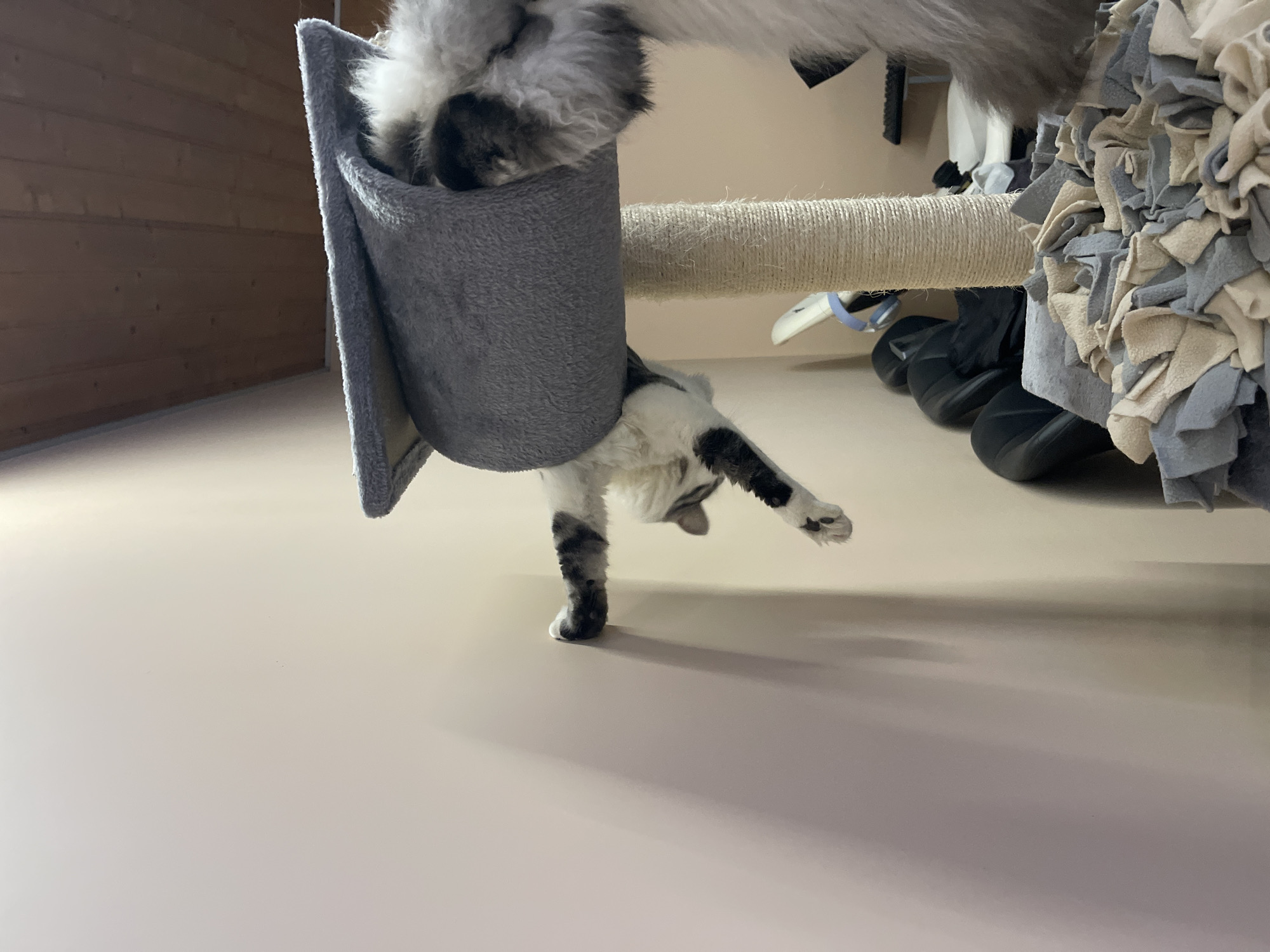 Cat plays upside down on tree during afternoon session