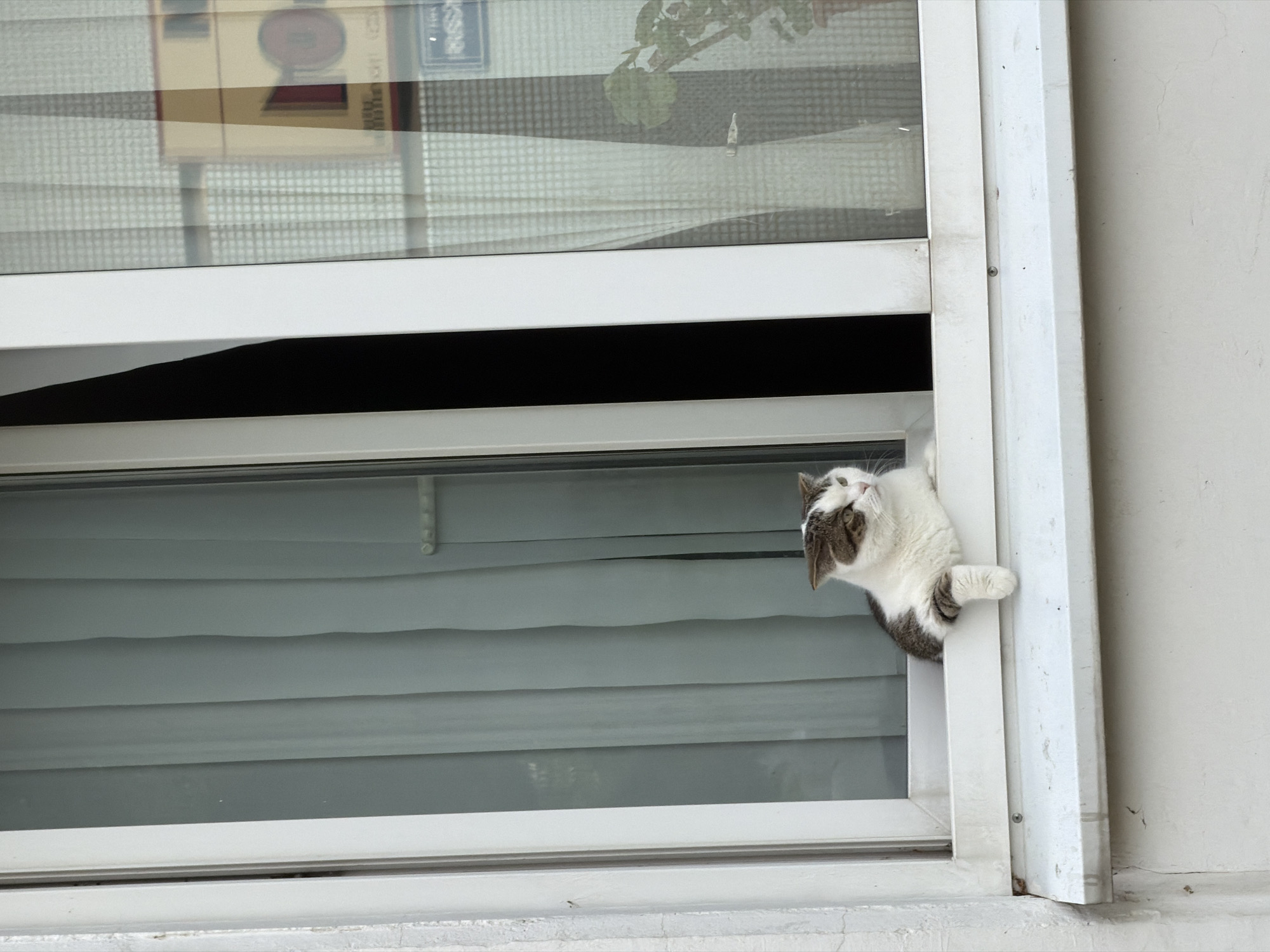 Post-yoga selfies and a windowsill cat in Chaikovsky