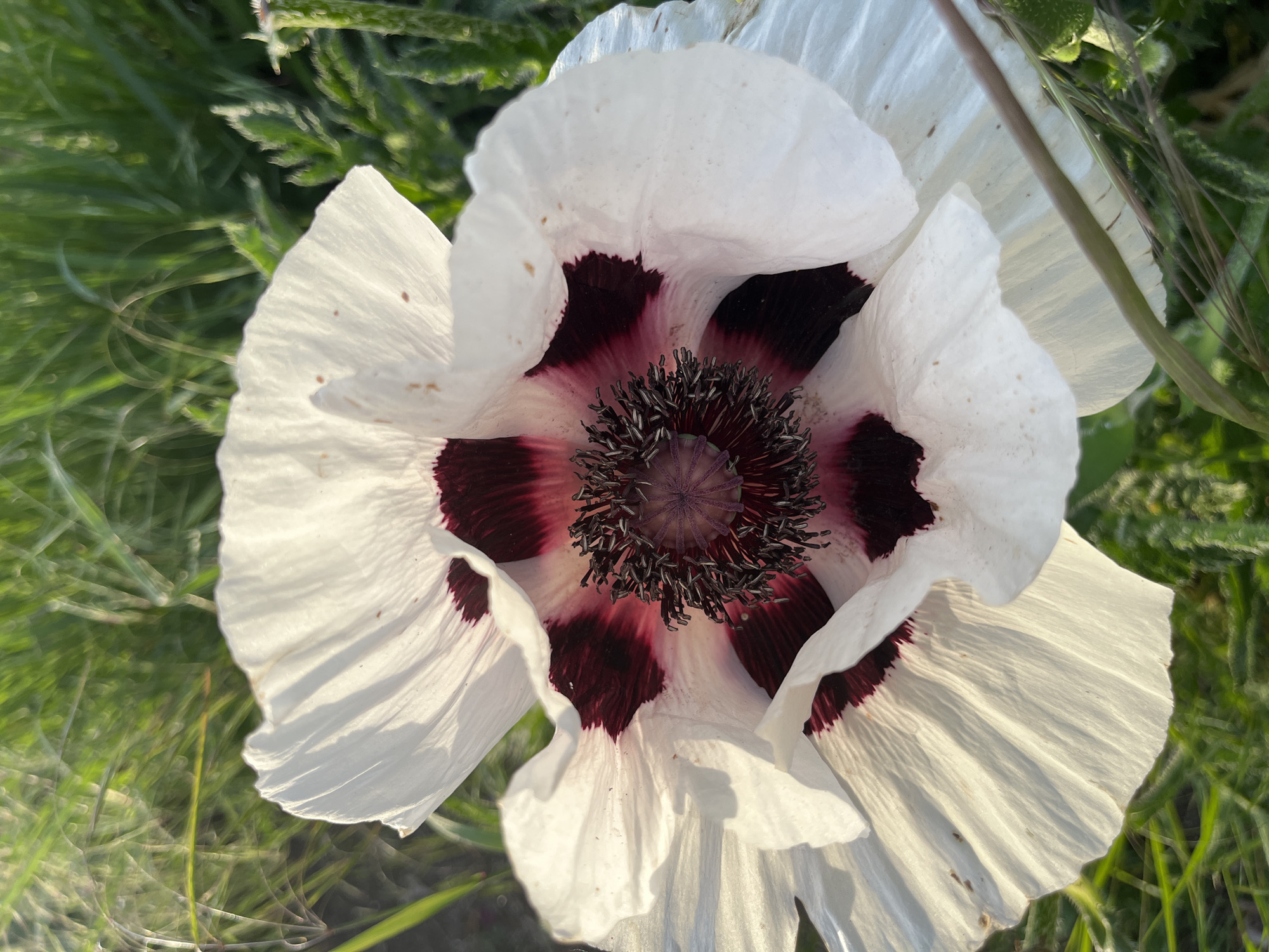 Spring poppies bloom amid street art in German town