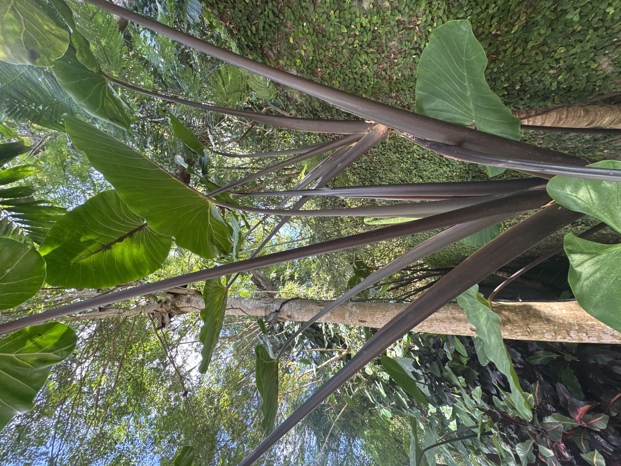 Early morning garden documentation in Kuta Selatan, Indonesia