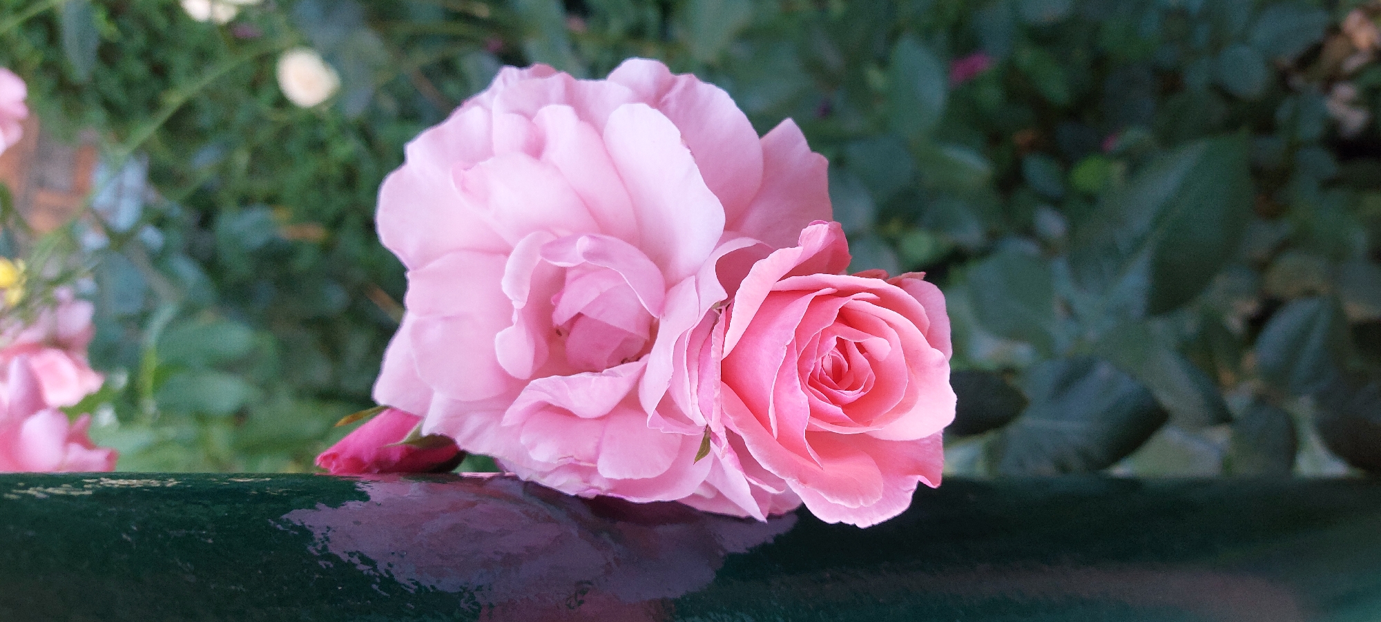 A garden tour in close-up: roses, daisies, and potted plants