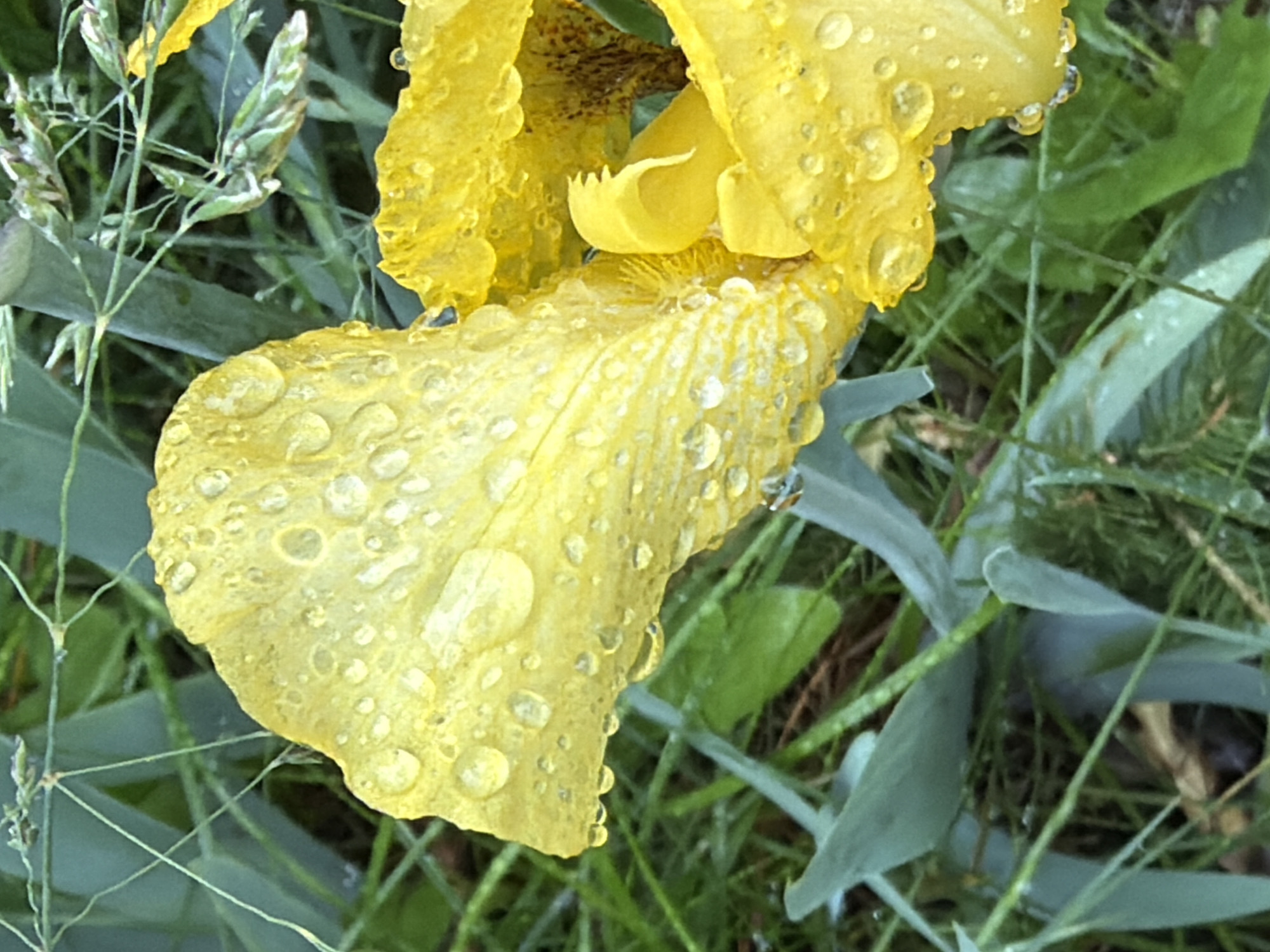 Wet garden details on a rainy morning in Estonia