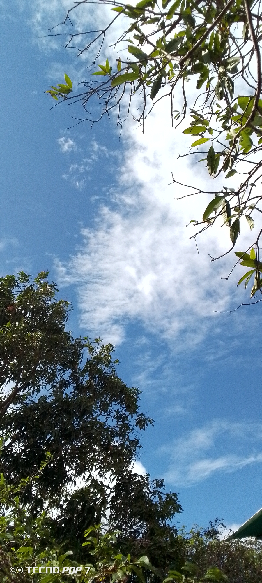 Afternoon sky-watching through trees and rooftops in Altagracia