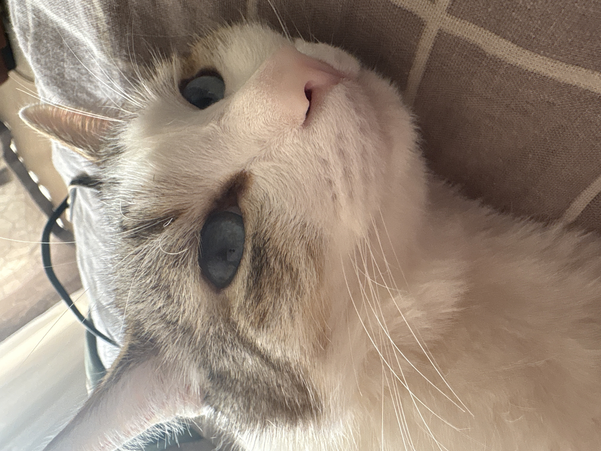 Cat with blue eyes photographed resting indoors in Izhevsk