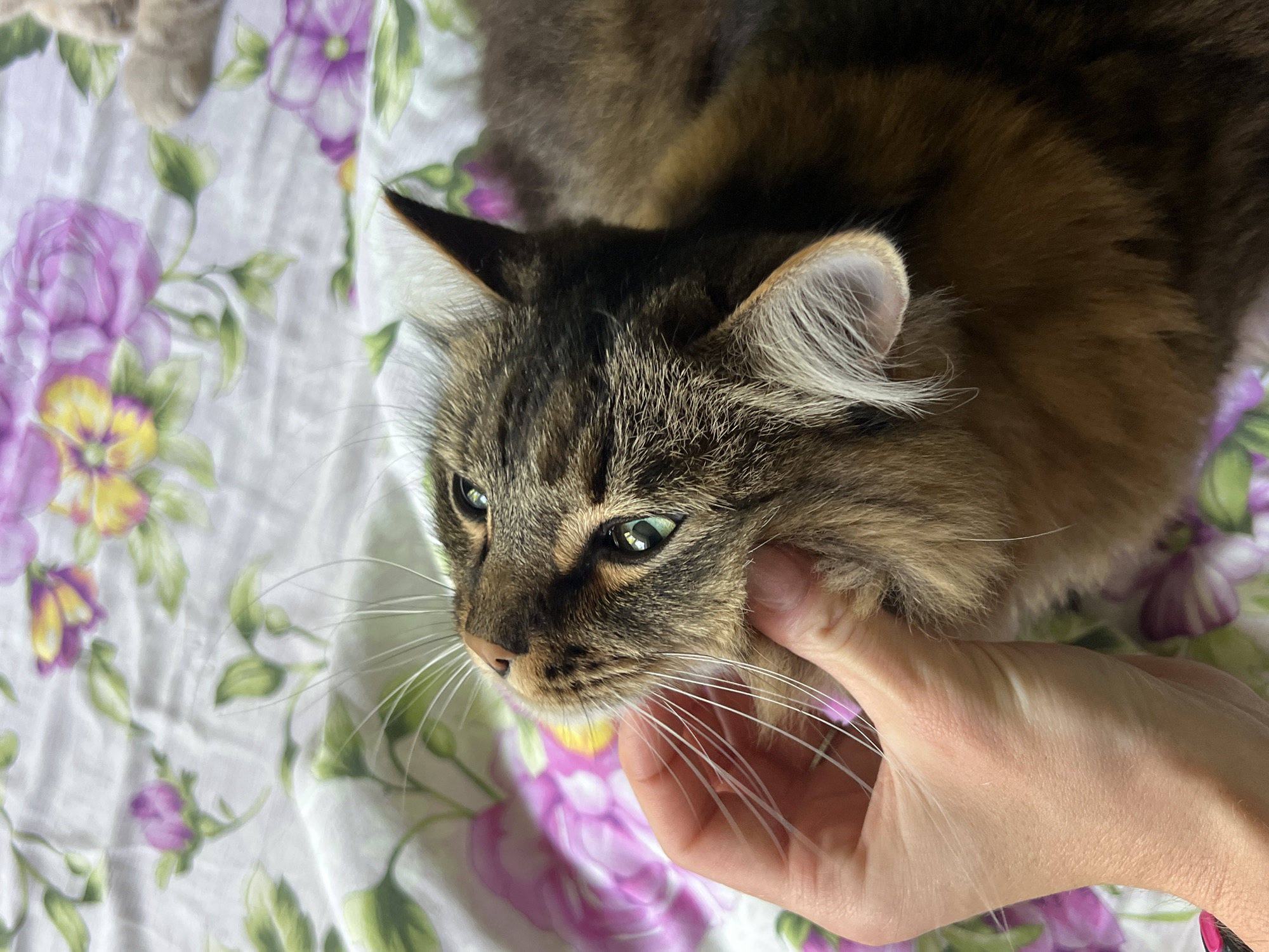 Morning routine with cat in Chaikovsky apartment