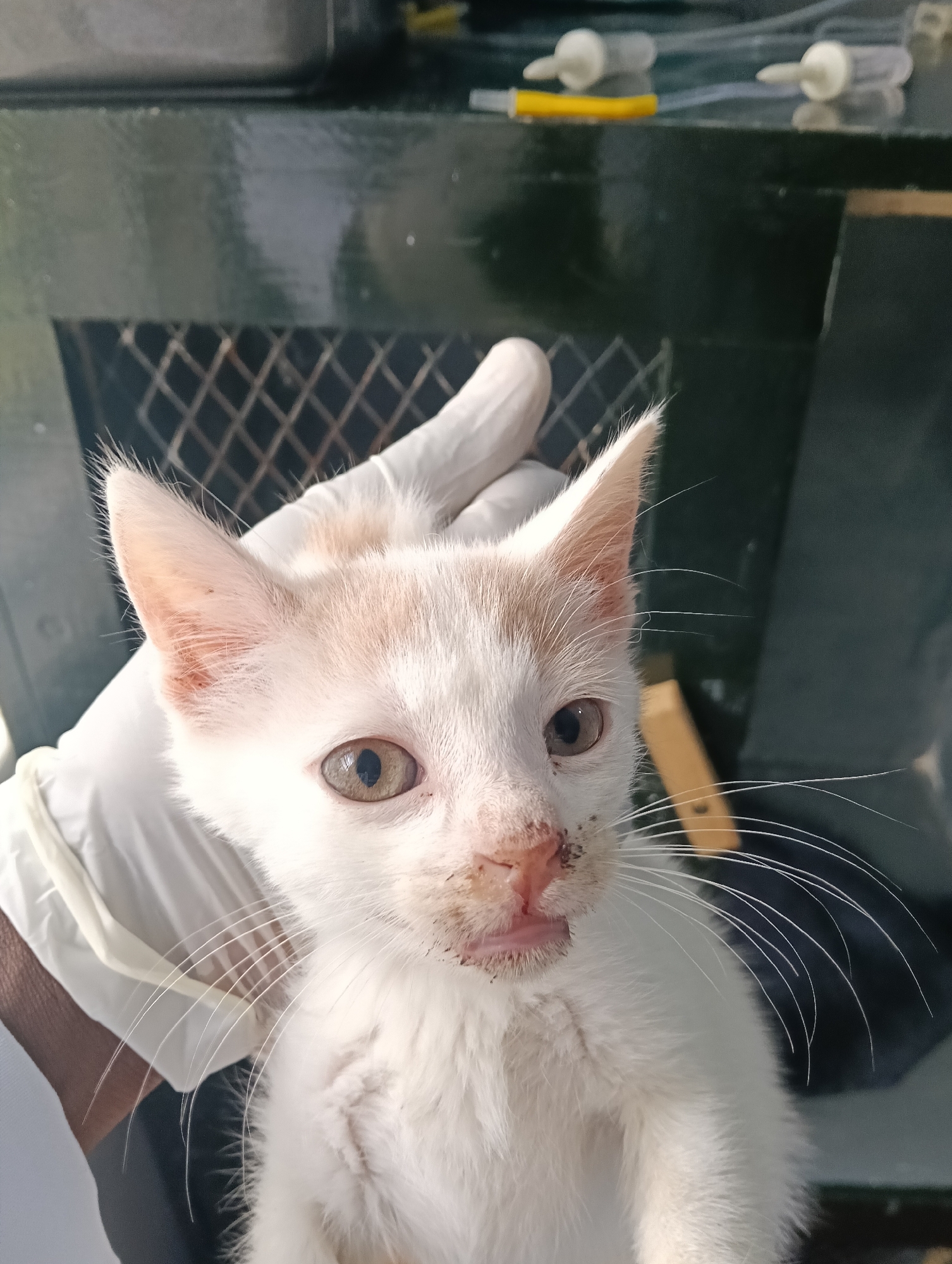 Injured kitten receives veterinary care in Nairobi medical facility