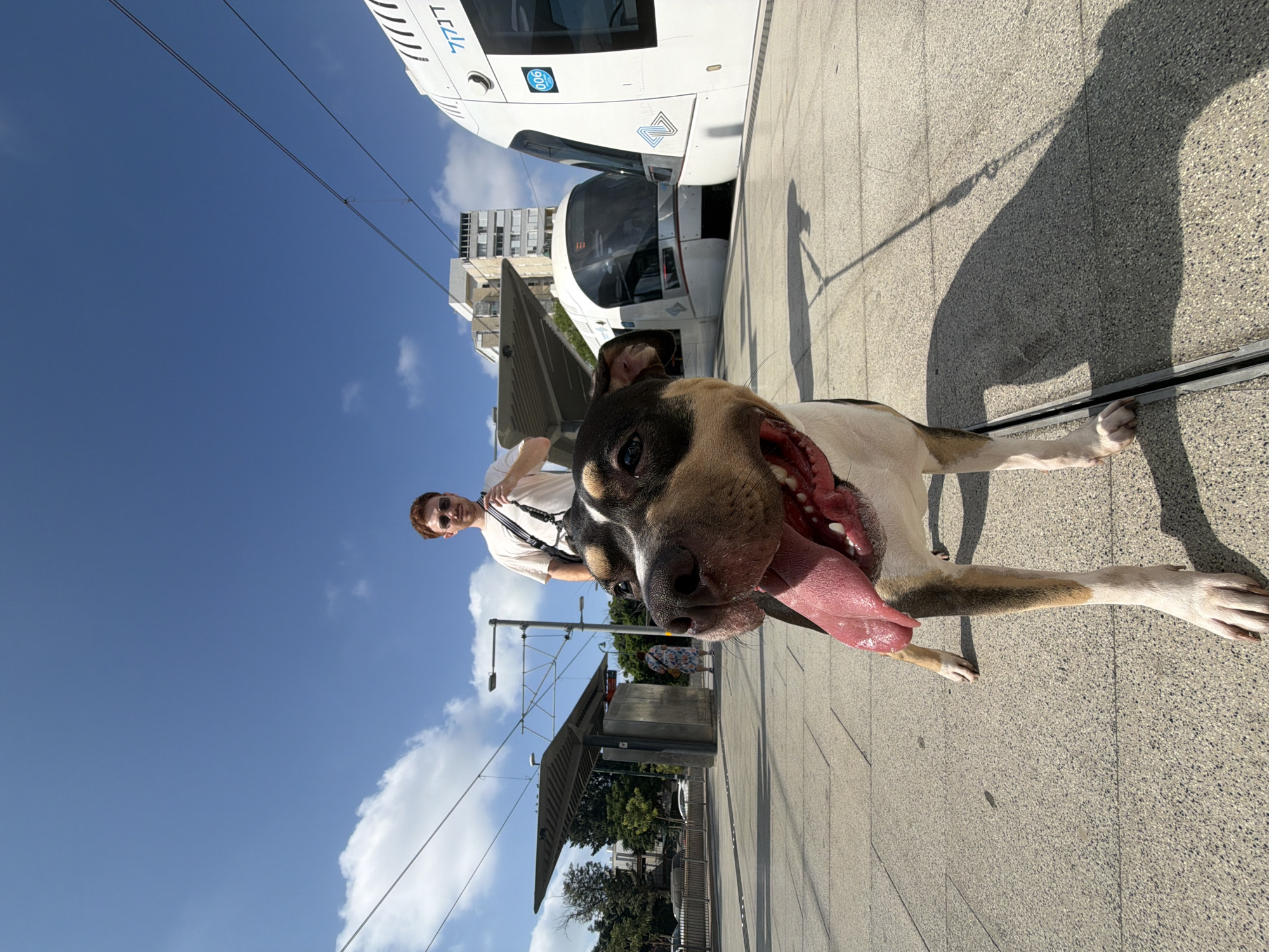 Dog takes center stage at a Tel Aviv tram stop