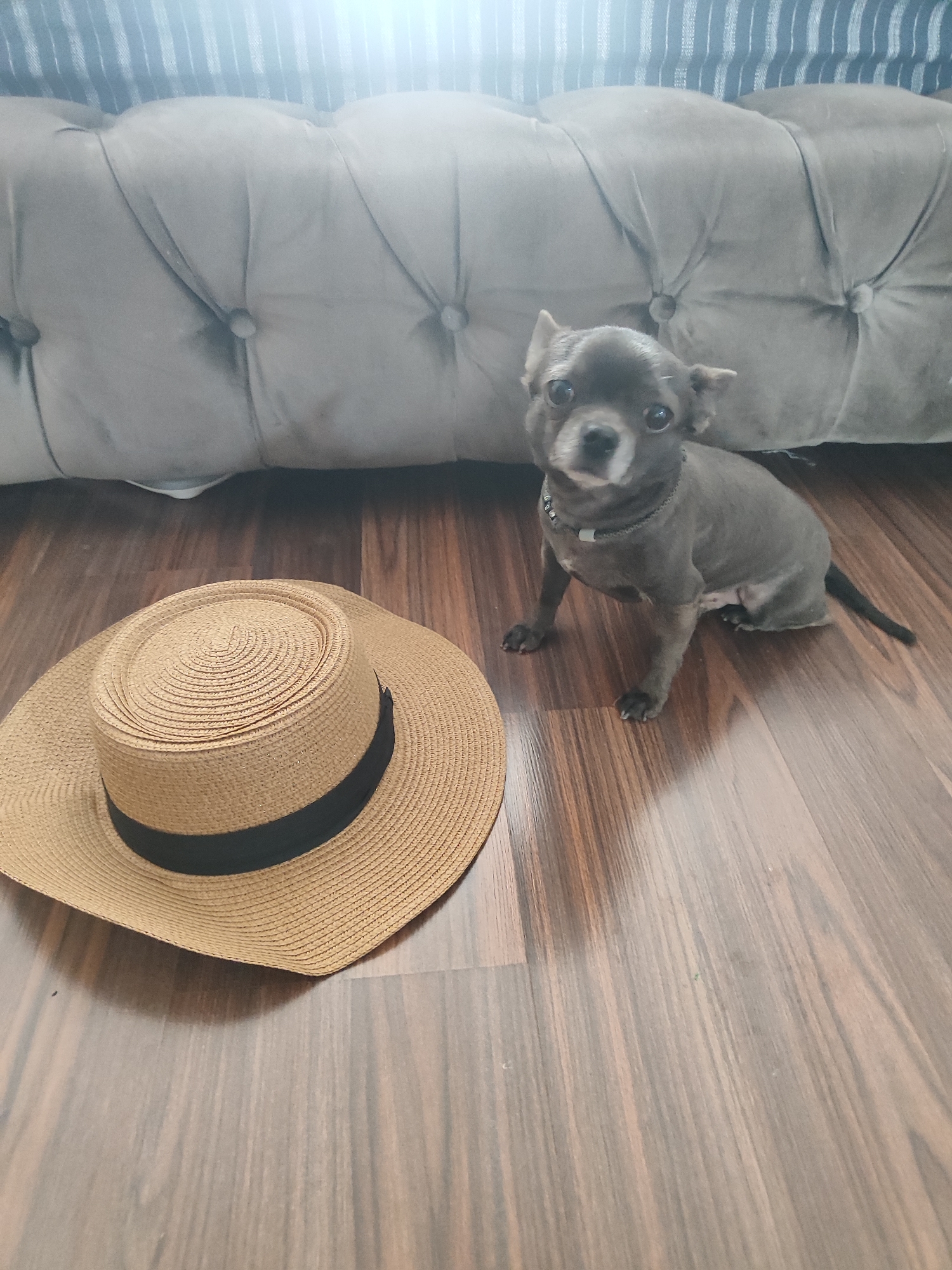 Grey chihuahua's stylish morning in an Almaty apartment