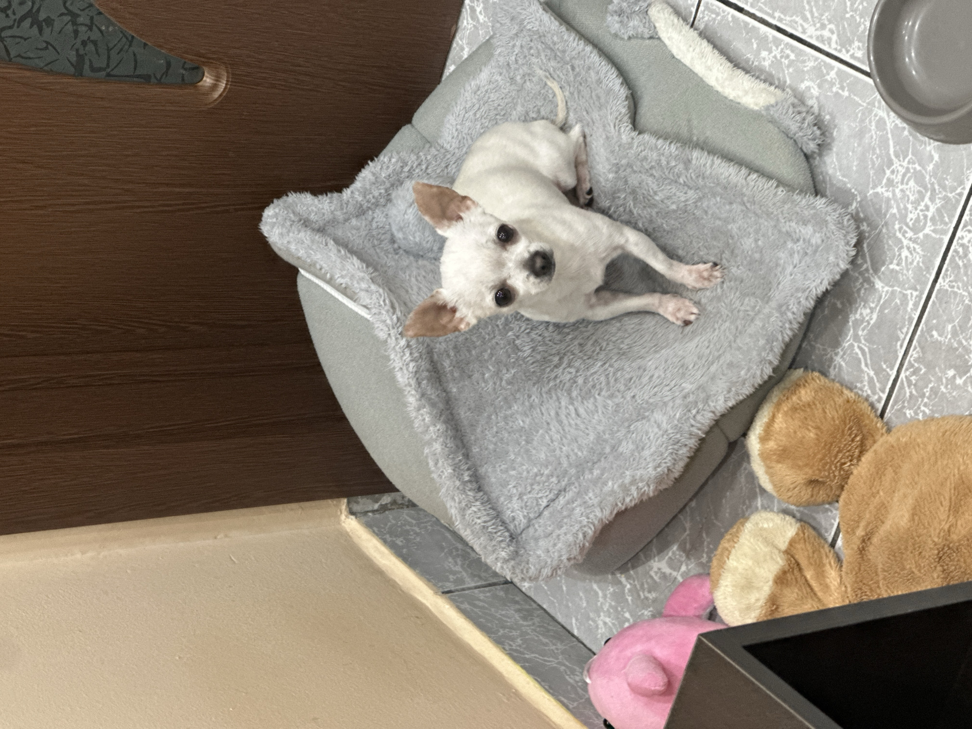 Woman takes morning selfies with Chihuahua in Sliven home