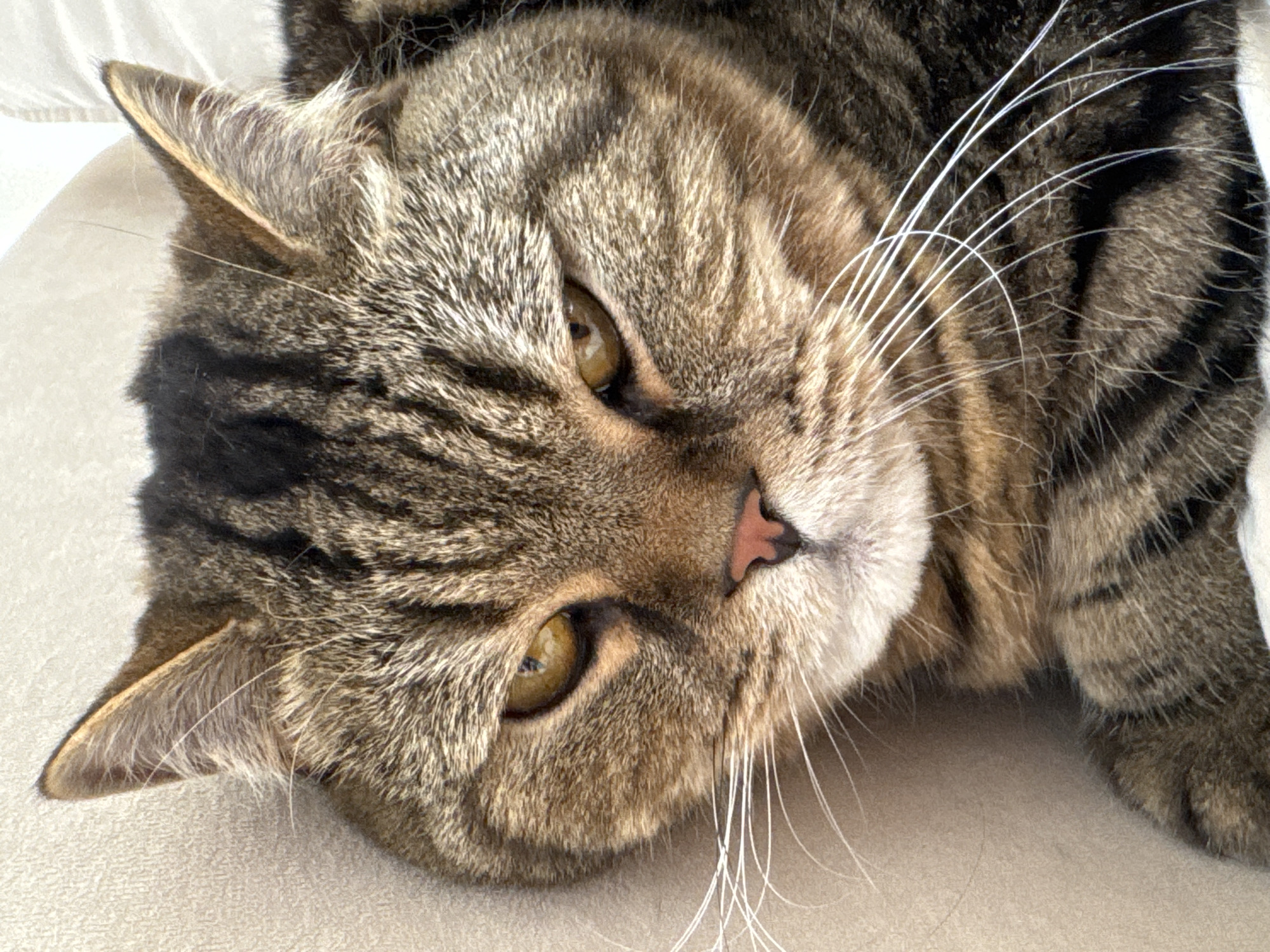 Tabby cat close-ups in Mikhaylovsk, Russia