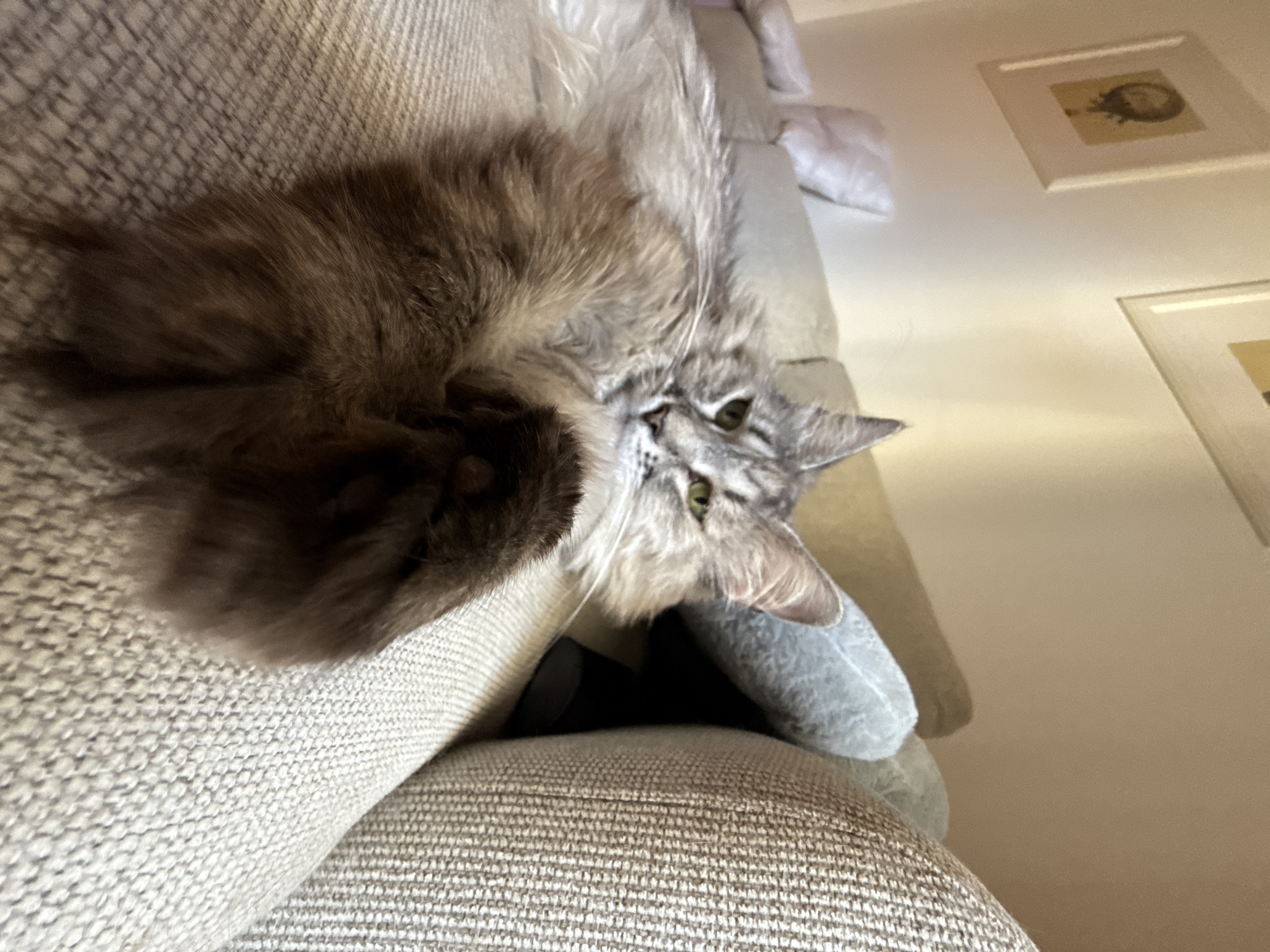 Close-up portraits of cats relaxing indoors