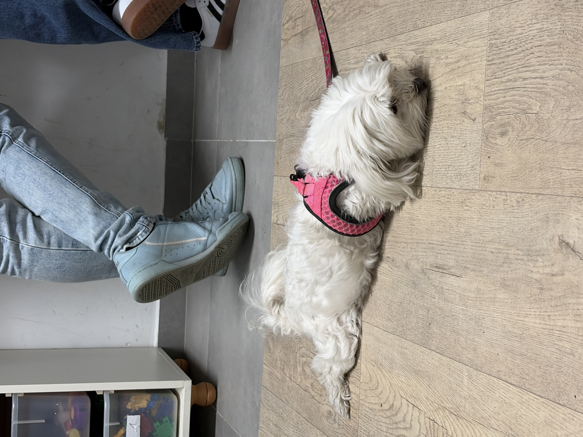 Small white dog rests on wooden floor in Givatayim