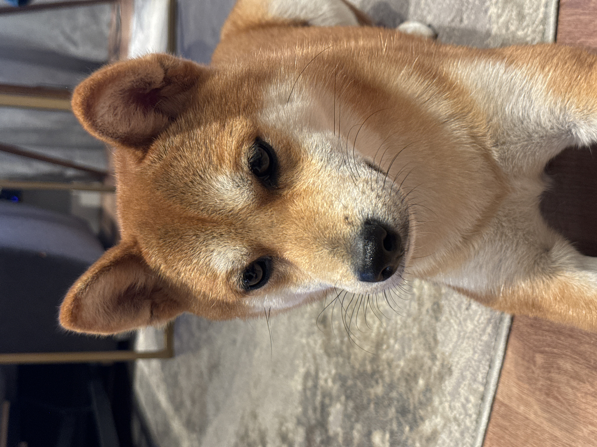 Shiba Inu dog rests on rug in Carnikava home