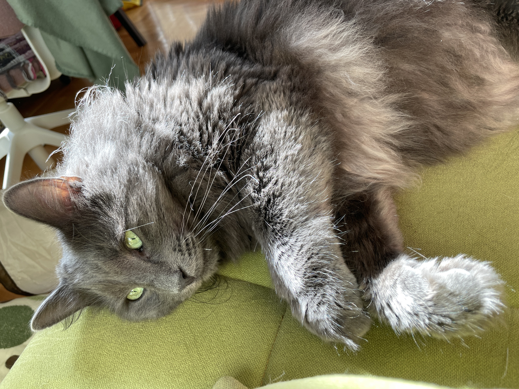 Gray cat rests on green furniture in Boreti, Montenegro