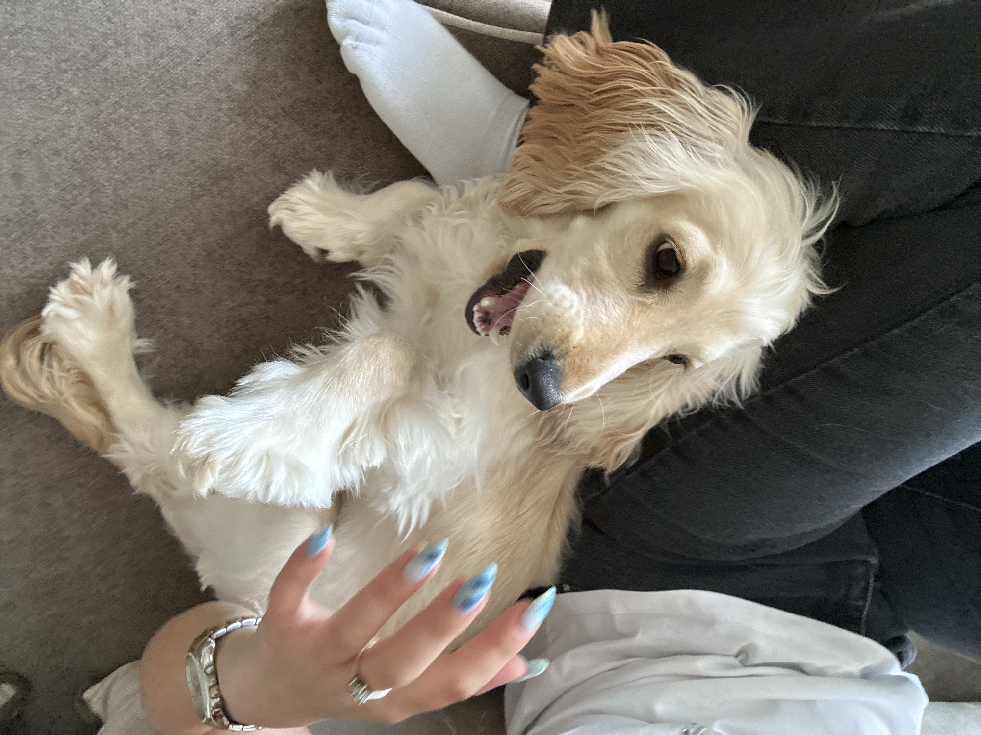 Person plays with golden retriever at home in Bulgaria