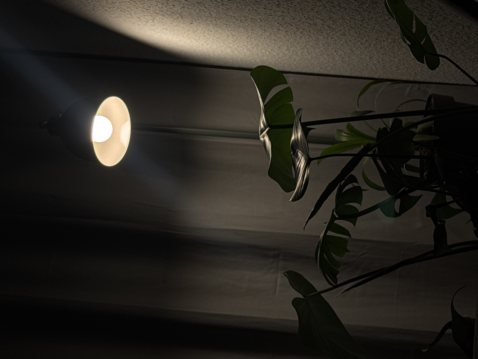 Warm lamp light in a dark room, monstera nearby