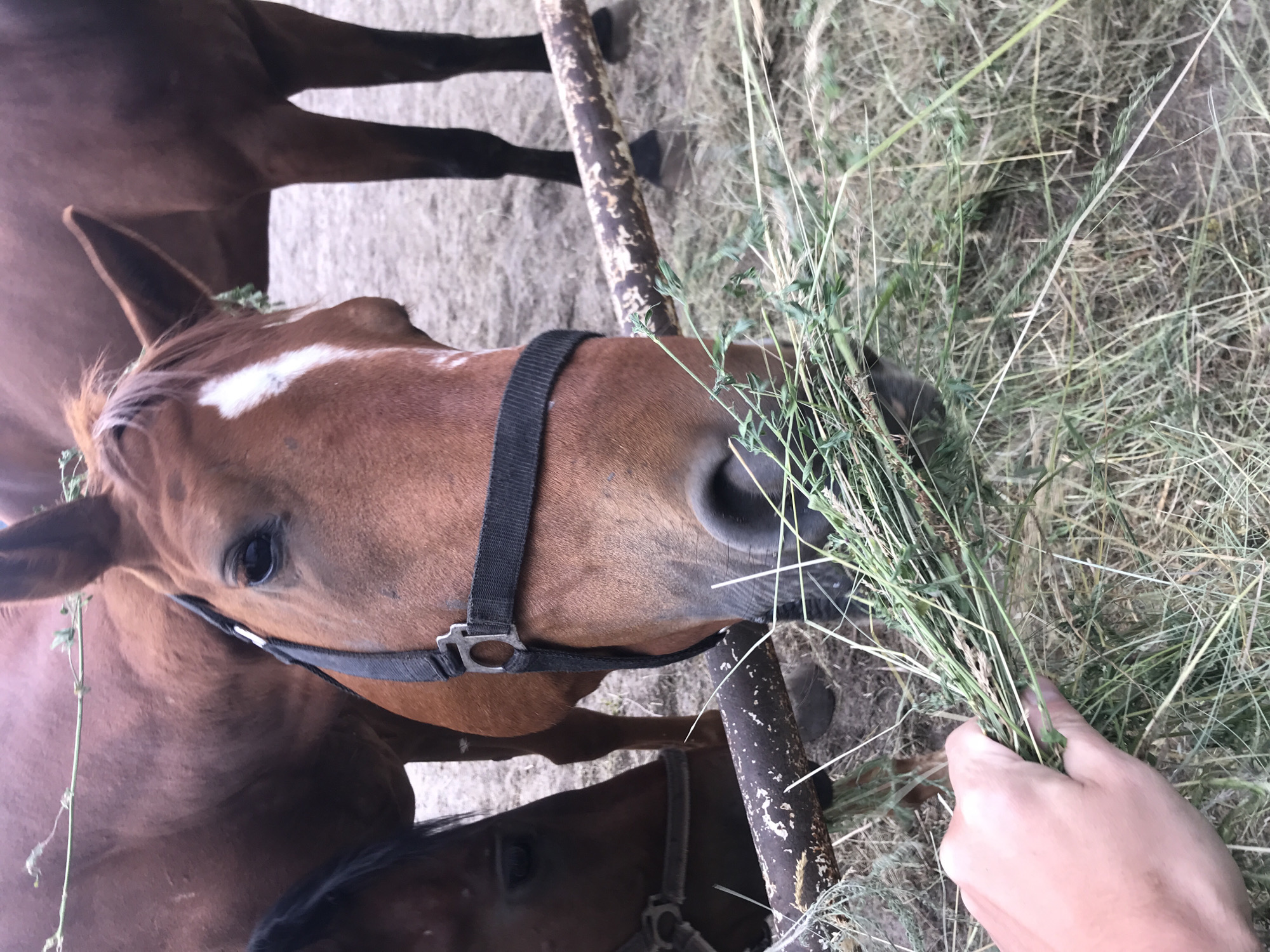 Horses fed and ridden at a Kharkiv stable on a cloudy afternoon
