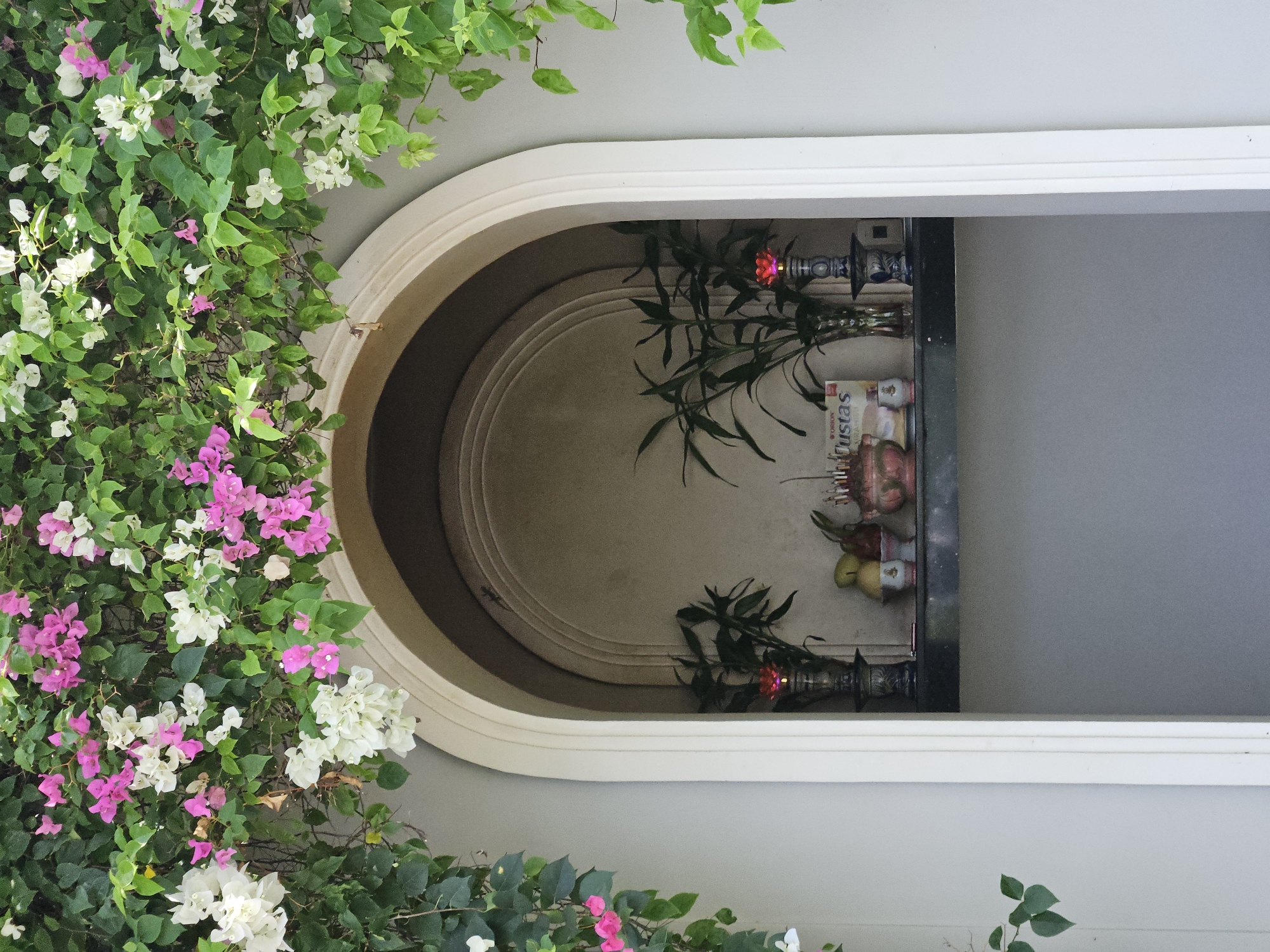 Blooming bougainvillea and lush landscapes documented in Vietnam