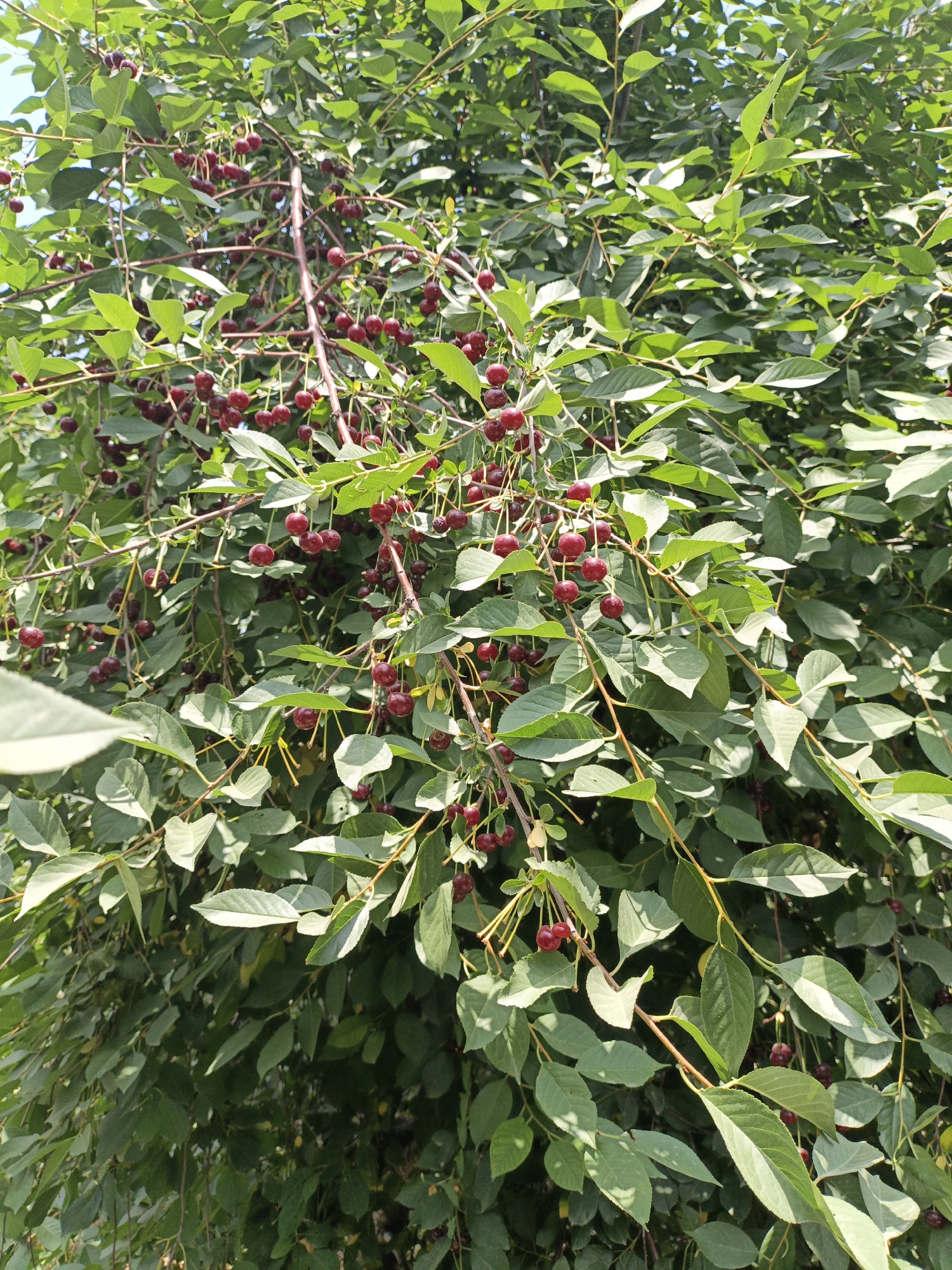 Garden and home life in Dushanbe on a summer morning