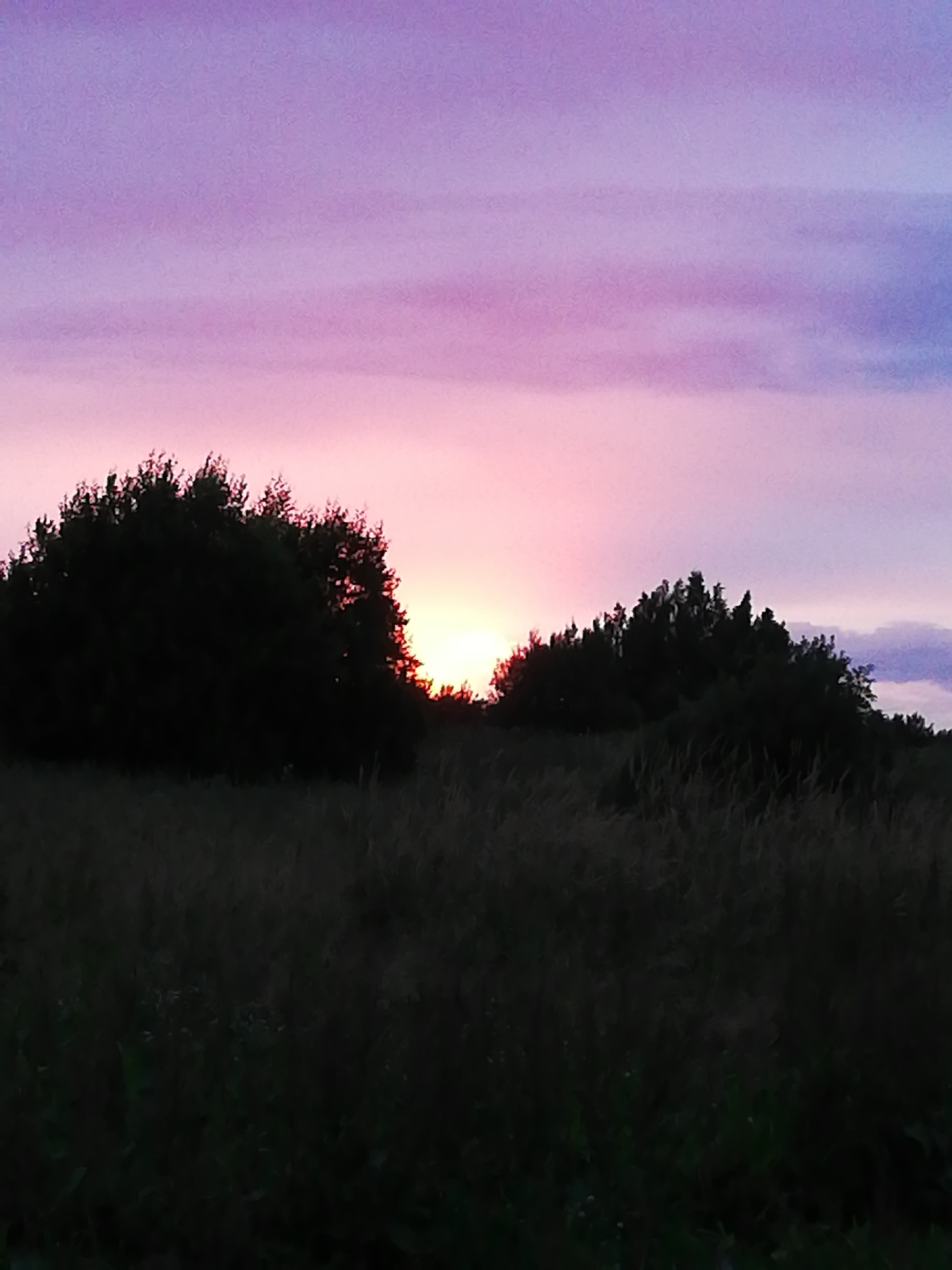 Belarusian countryside at dusk: garden blooms and a painted sky