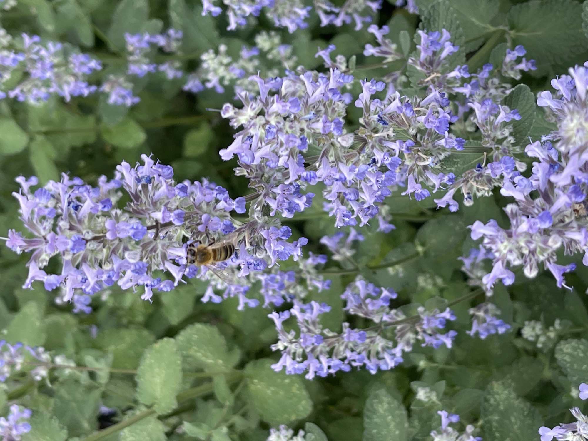 Flower photography session documented in Kommunarka, Russia
