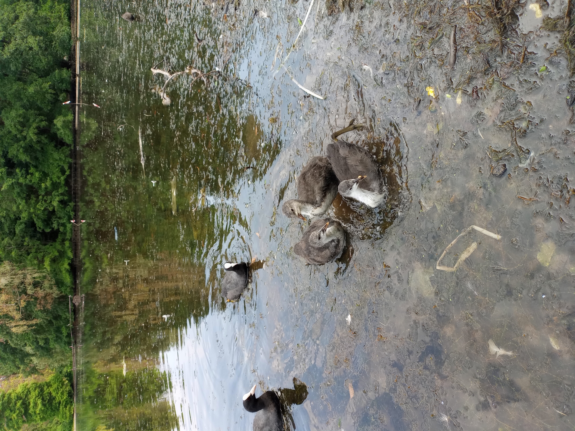 Pond wildlife at a Dortmund lake, ducks and coots up close