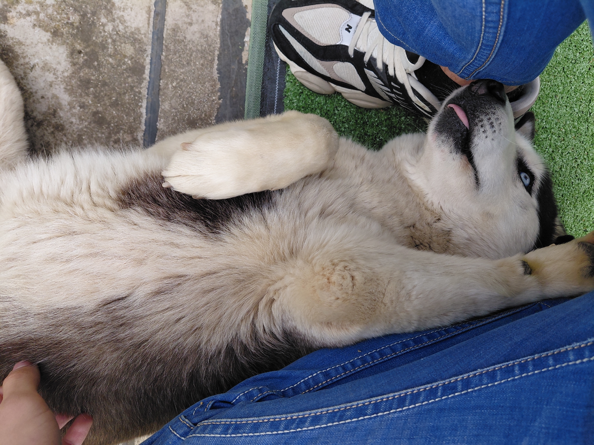 Husky dog documented in multiple moments around Berkovitsa, Bulgaria