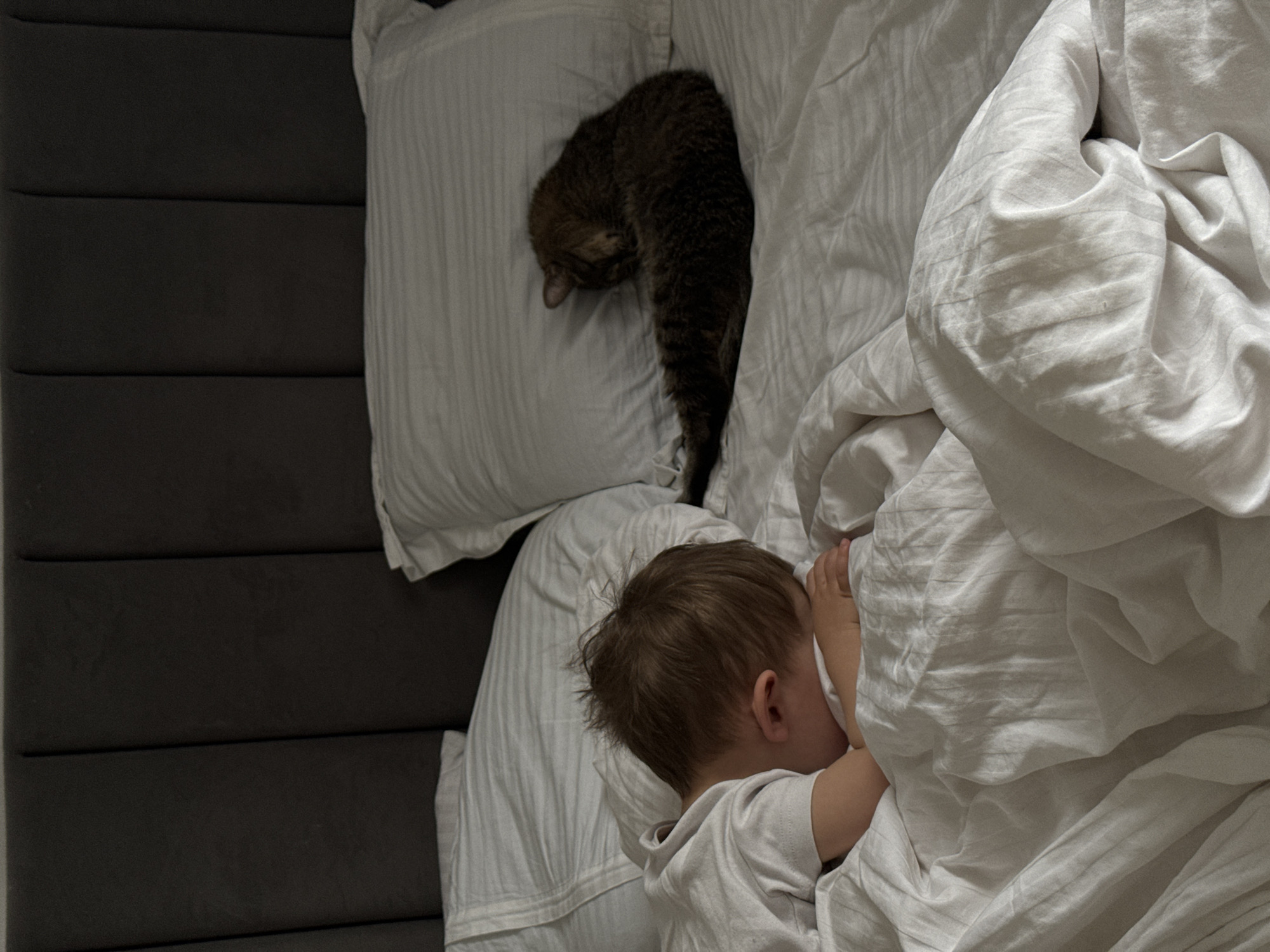 Toddler and cat photographed sleeping peacefully together in bed