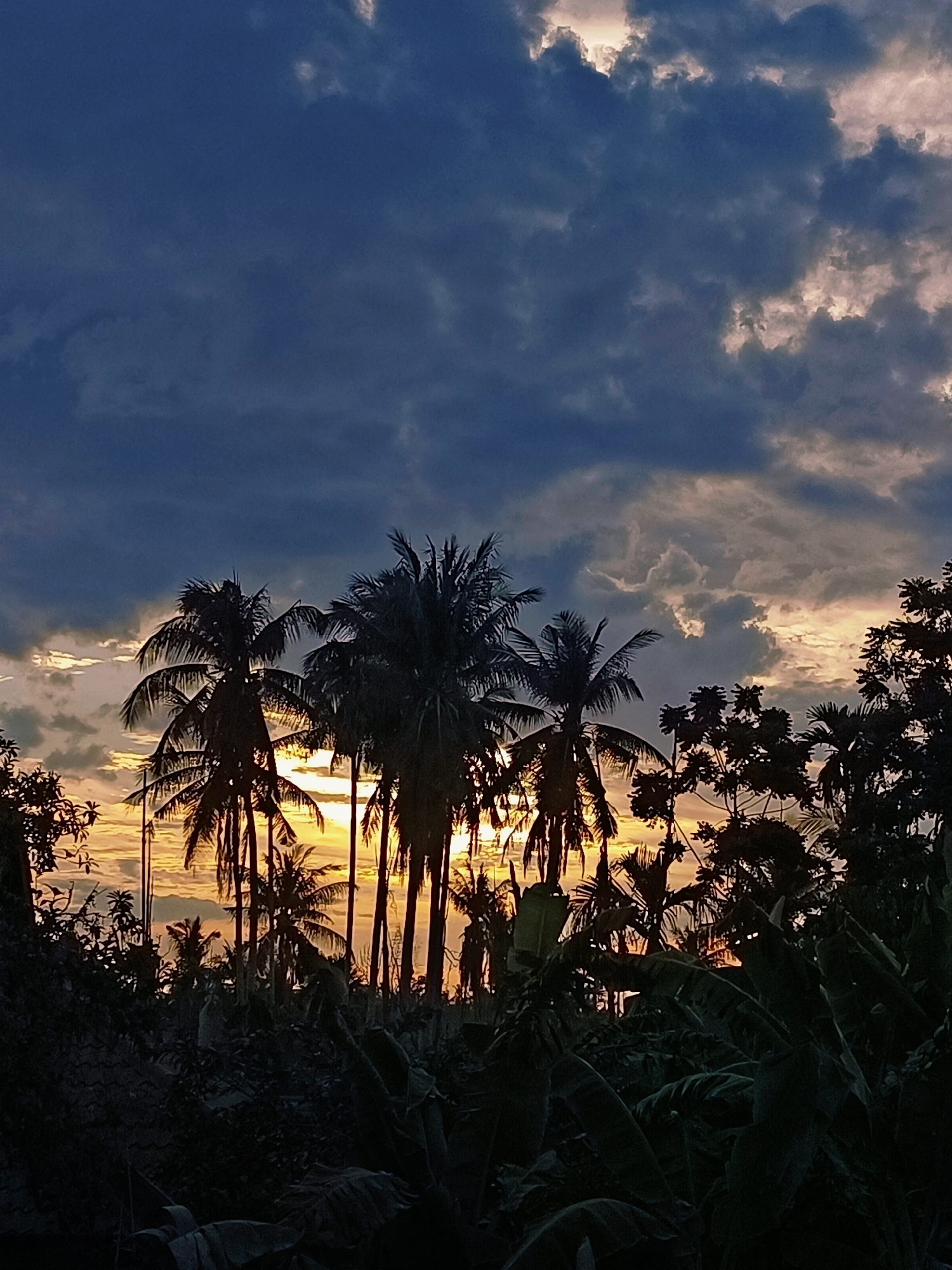 Palm trees and shifting skies over a Blang Cut neighborhood