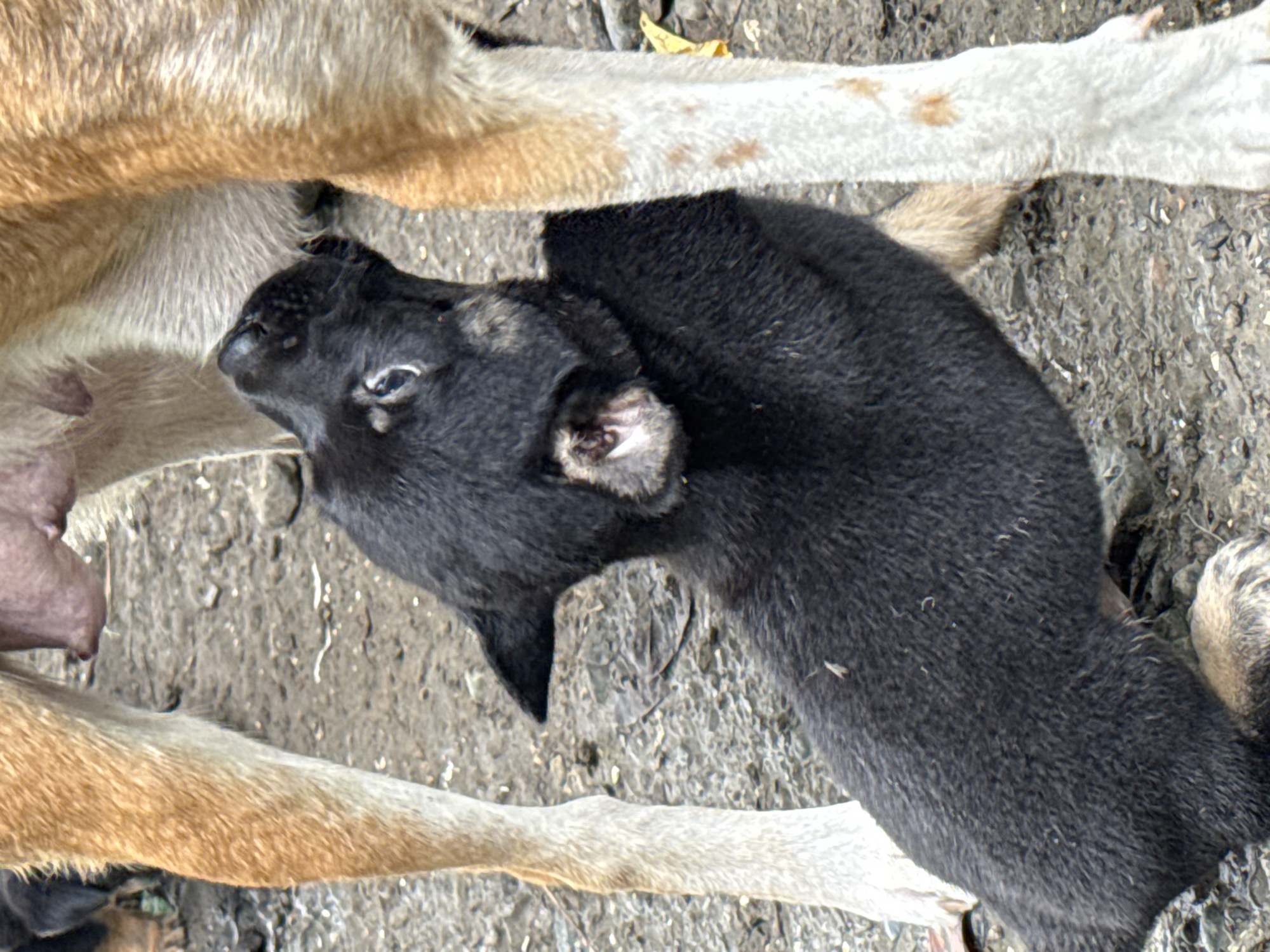 Mother dog and her newborn litter in Carmen, Philippines